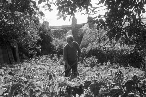 Jim Hutchins hoeing potatoes by James Ravilious