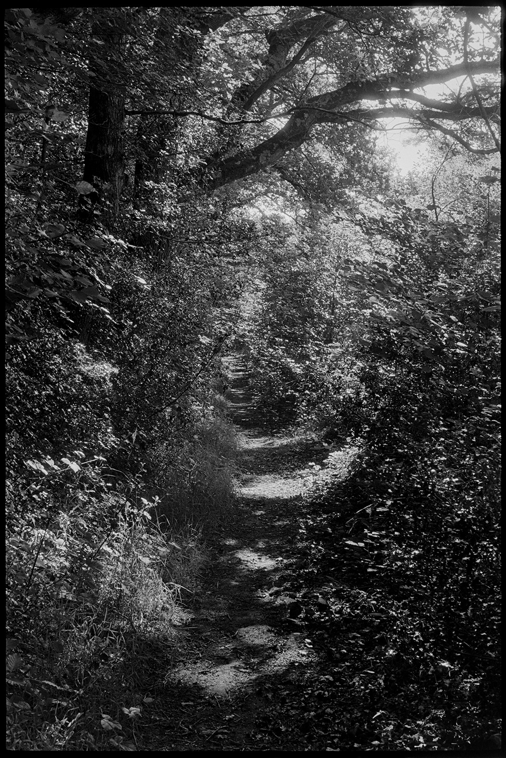Dark trees with path and shadows. 
[A footpath overshadowed by trees near Budd Mill, Millhams, Dolton.]