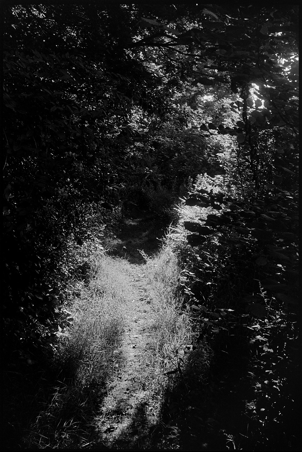 Dark trees with path and shadows. 
[A footpath overshadowed by trees at Budds Mill, Millhams, Dolton.]