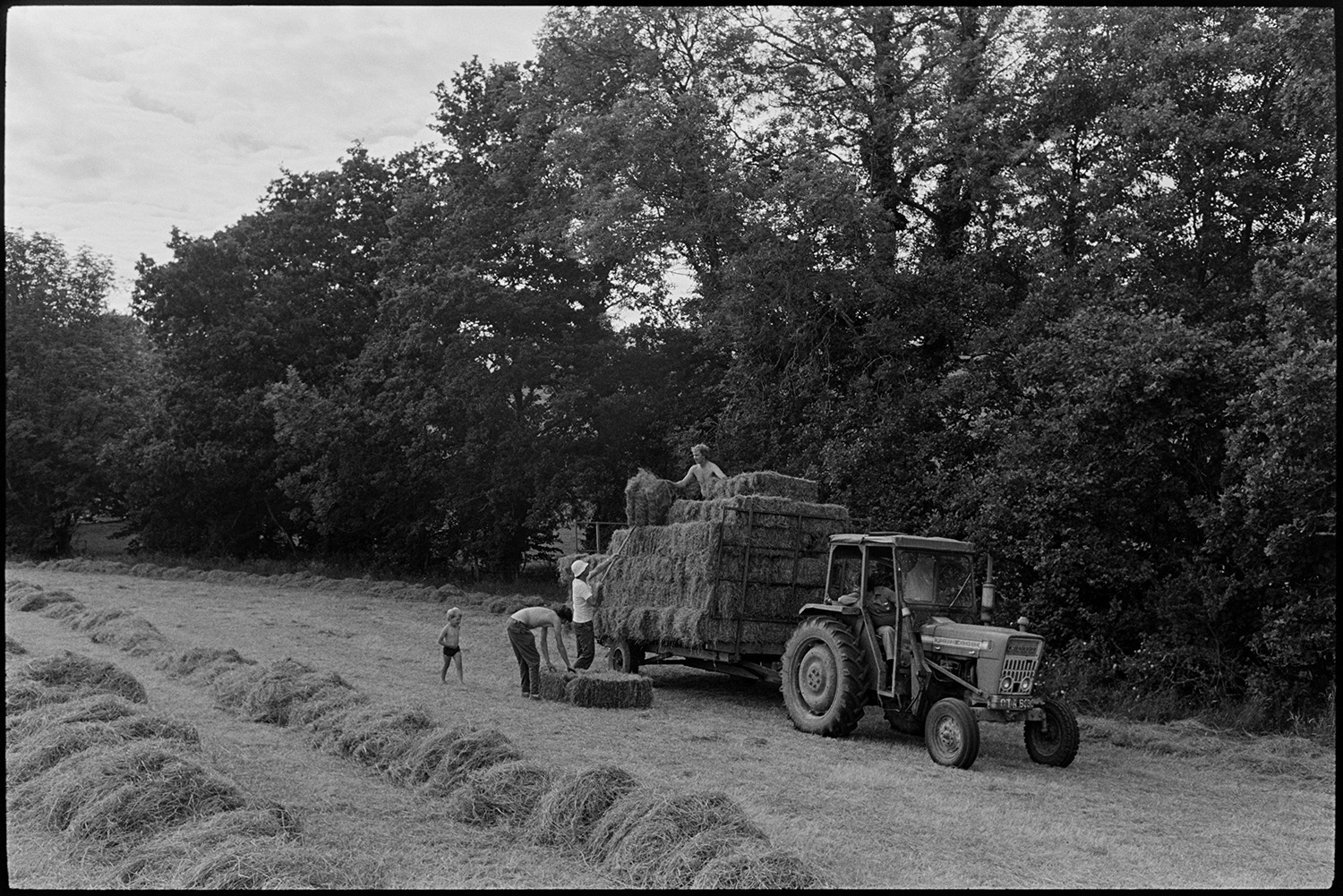 Haymaking loading bales. 
[A group of men and a young boy loading hay bales onto a tractor and trailer in a  field above Millhams, Dolton. A row of tall trees can be seen behind them and piles of hay waiting to be baled is visible in the field.]