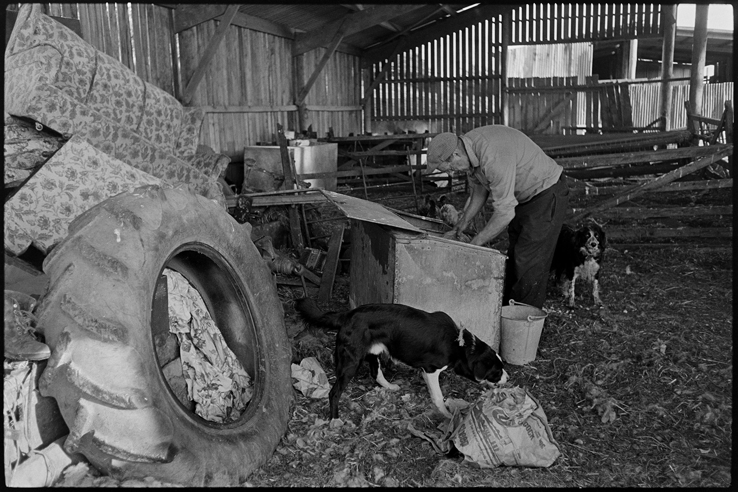Farmer feeding dogs in barn. 
[George Ayre feeding two dogs in a barn at Ashwell, Dolton. Also in the barn is an old tractor tyre, a sofa and various gate or fencing parts.]