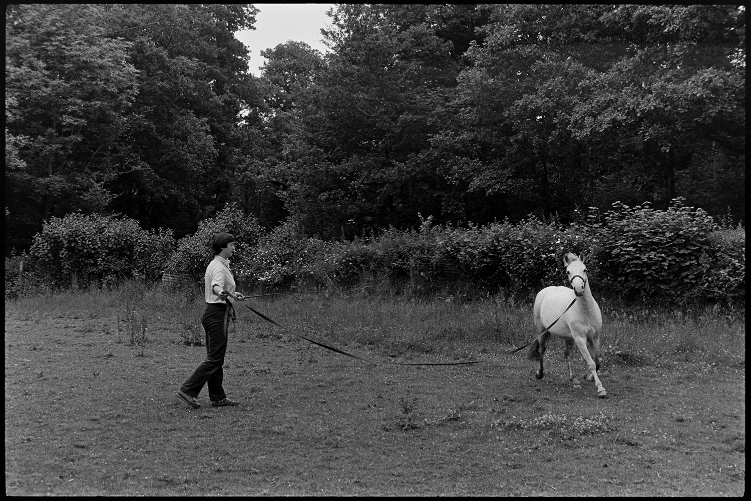 Woman training pony to walk on end of leading rein. 
[Jenny Agate training a horse with a long rein, in a field at Addisford, Dolton.]