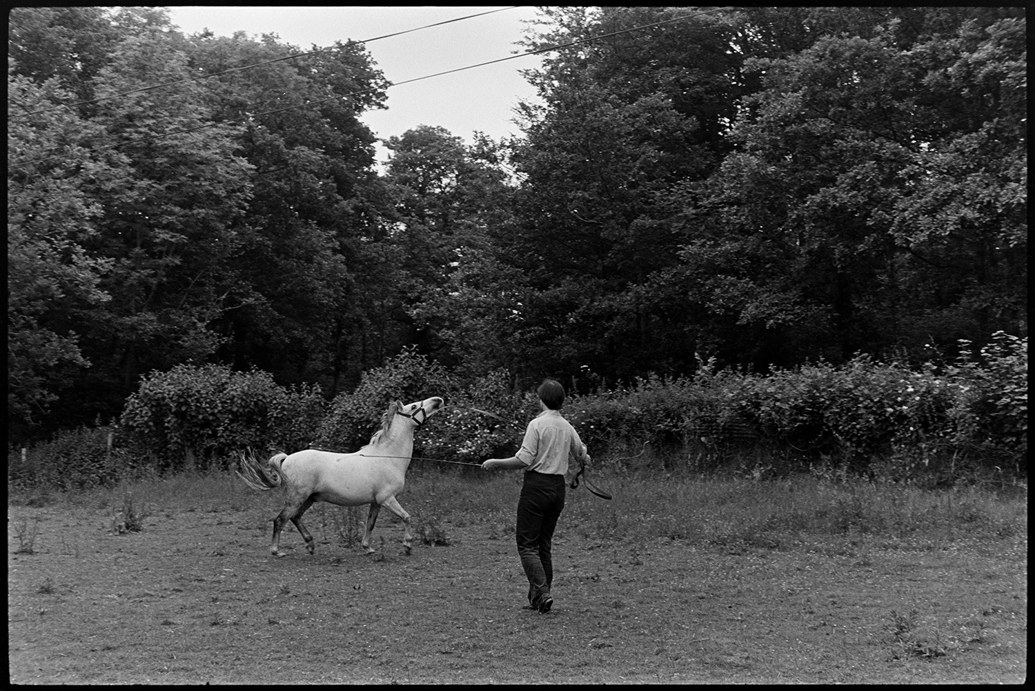 Woman training pony to walk on end of leading rein. 
[Jenny Agate training a horse with a long rein, in a field at Addisford, Dolton. She is also holding a whip.]