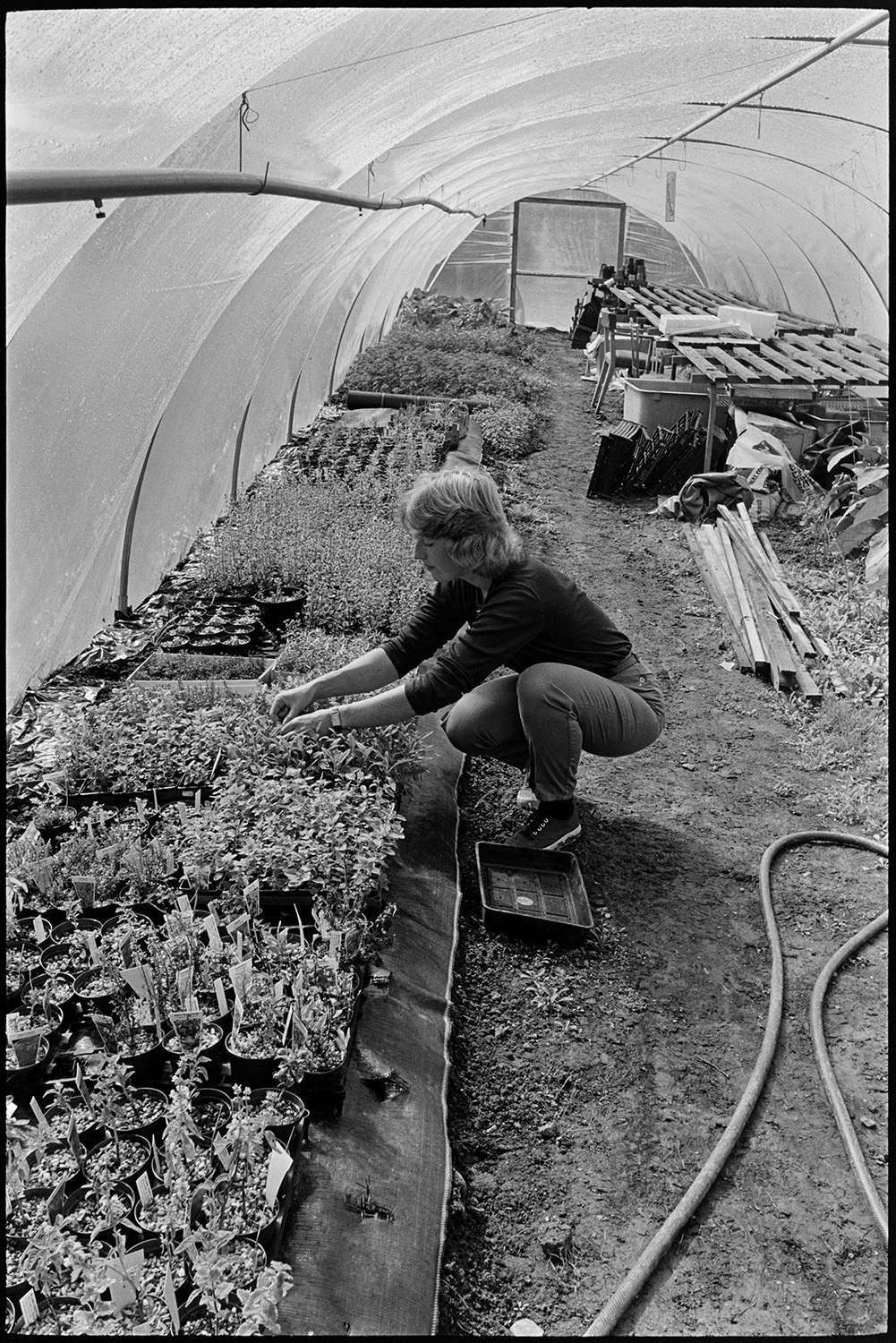 Woman working in herb garden. 
[Sally Hollis working in a herb garden in a polytunnel at Darracott, Welcombe. Various pots with herbs, a hosepipe and workbench are visible.]
