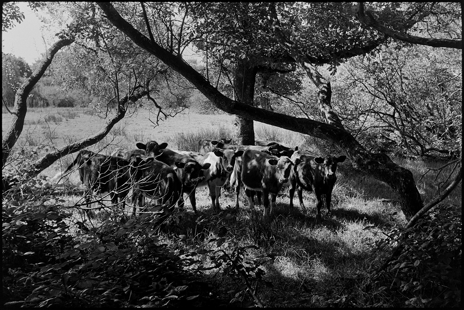 Cows in field and trees on hot day. 
[Cattle sheltering from the sun in the shade of trees, in a field at Stapleton, Langtree.]