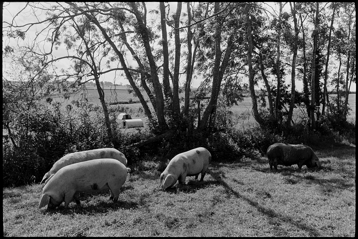 Woman farmer and pigs. 
[Pigs grazing by a hedgerow with trees in a field at Heal Farm, Kings Nympton. Corrugated iron arced sheds can be seen in a field in the background.]