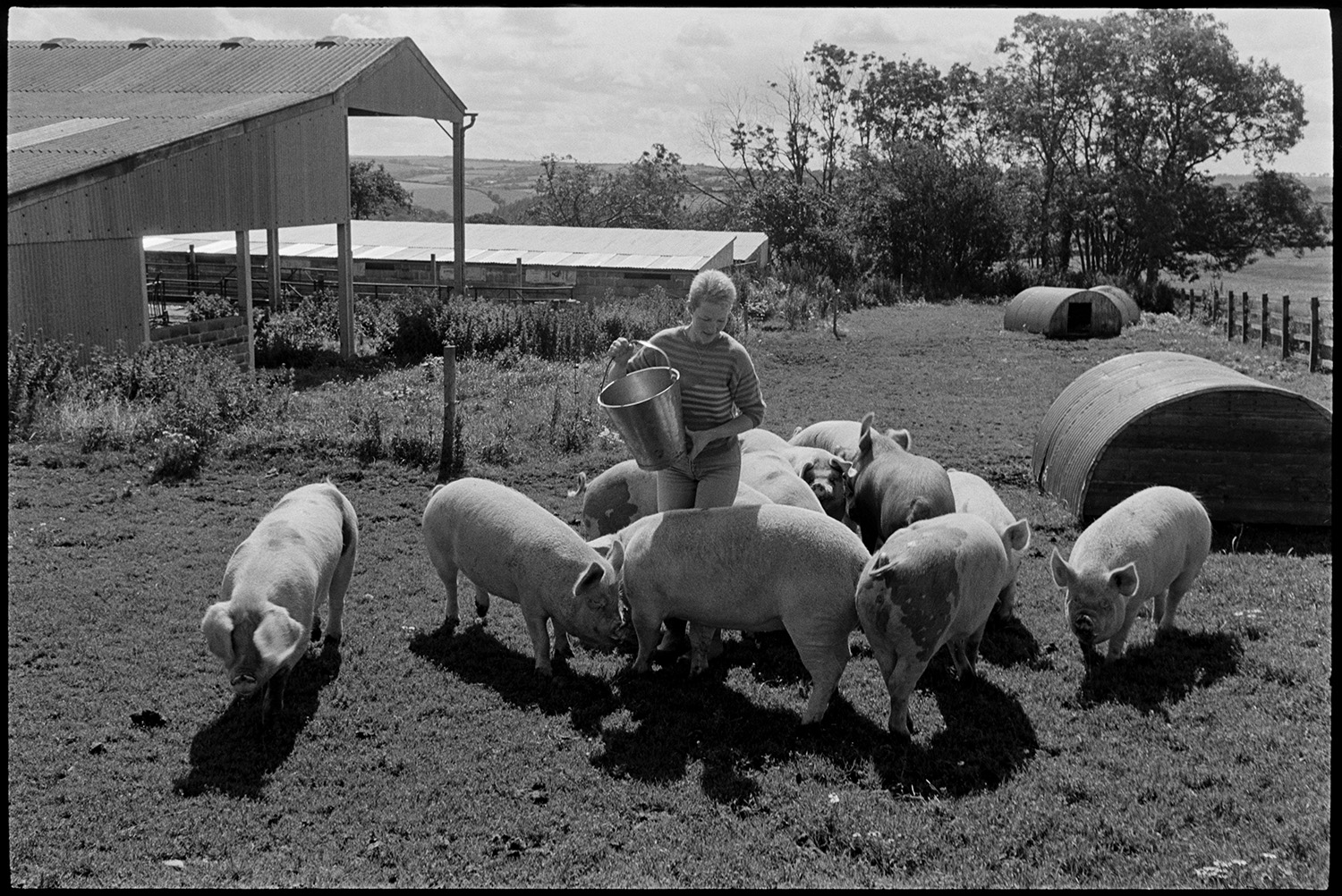 Woman farmer and pigs. 
[Anne Petch feeding pigs in a field at Heal Farm, Kings Nympton. Corrugated iron arced pig stys and barns can be seen in the background.]