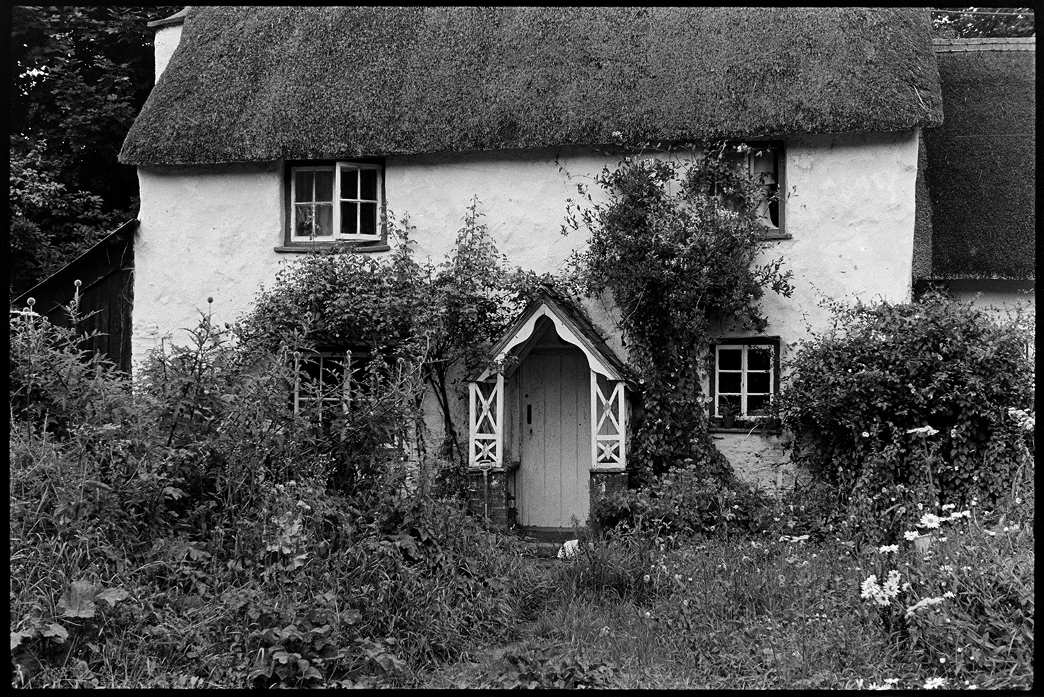 The front of the thatched cottage where the Ravilious family lived at Addisford, Dolton. Flowers can be seen in the garden in front of the cottage which is overgrown.