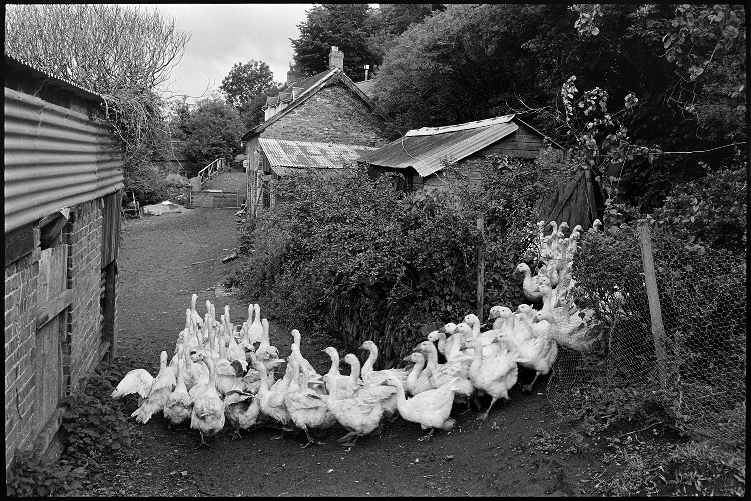 Geese in farmyard with barn, corrugated iron. 
[A large flock of geese walking along a pathway in a farmyard past sheds with corrugated iron roofs, at Indiwell, Swimbridge.]