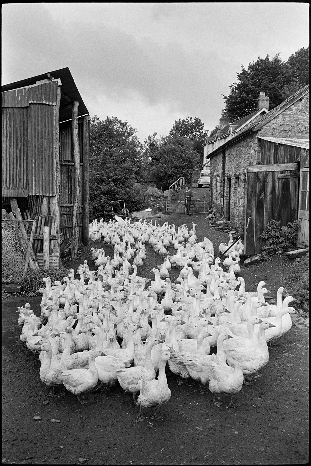 Geese in farmyard with barn, corrugated iron. 
[A large flock of geese walking past a corrugated iron barn and other farm buildings in a farmyard at Indiwell, Swimbridge.]