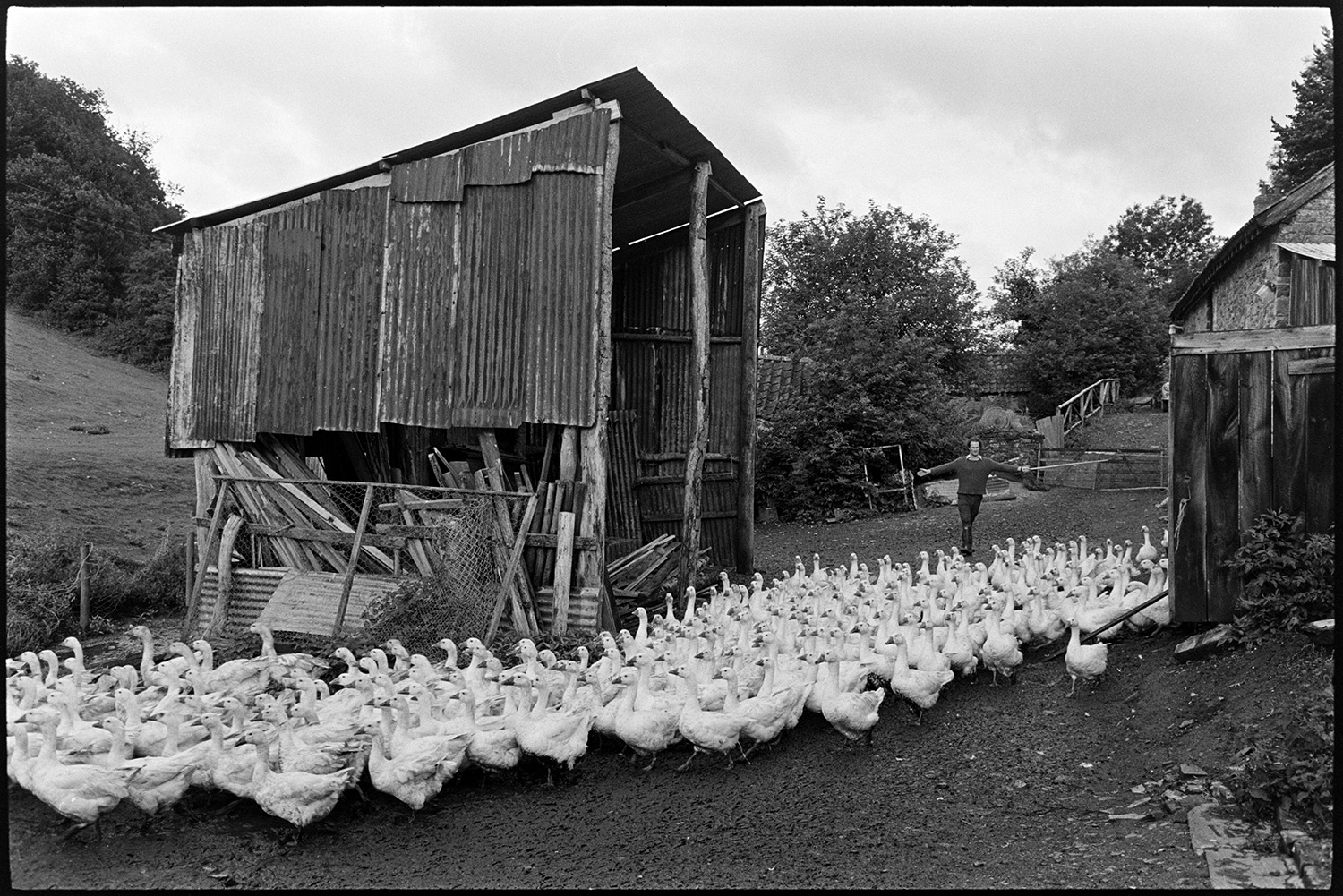 Geese in farmyard with barn, corrugated iron. 
[A man herding a large flock of geese past a corrugated iron barn in a farmyard at Indiwell, Swimbridge.]