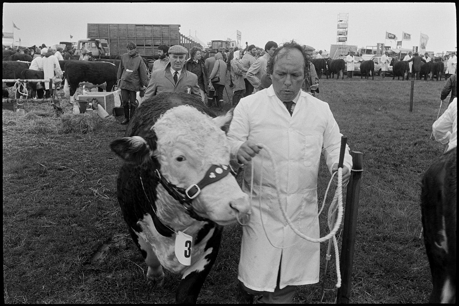 North Devon Show, prize bulls and cattle. 
[A man wearing a white coat and leading a bull at the North Devon Show. Other cattle can be seen in the background, as well as livestock trailers and visitors to the show.]