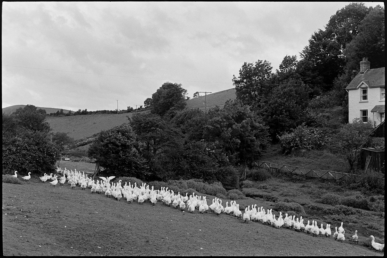 Geese in fields, large flock. 
[A large flock of geese in a field at Indiwell, Swimbridge. The farmhouse, trees and fields on a hillside can be seen in the background.]