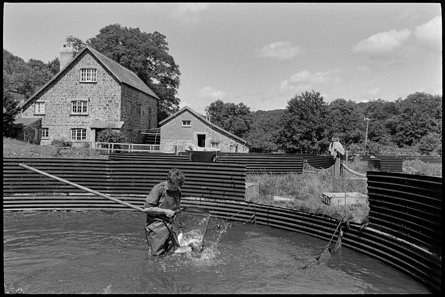 Catching fish at fish farm ponds. 
[A man catching fish with a large net in a circular pond with corrugated iron sides at a fish farm at Head Mill, Kings Nympton. The farmhouse can be seen in the background.]