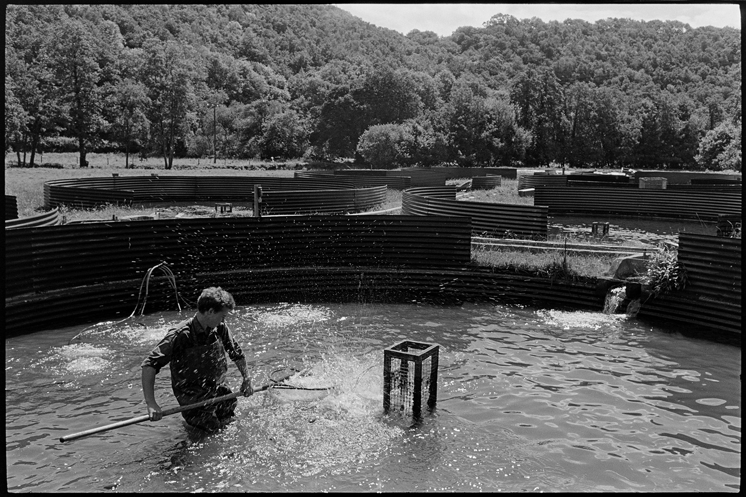 Catching fish at fish farm ponds. 
[A man catching fish with a large net in a circular pond with corrugated iron sides at a fish farm at Head Mill, Kings Nympton. Other pond can be seen in the background with woodland beyond.]