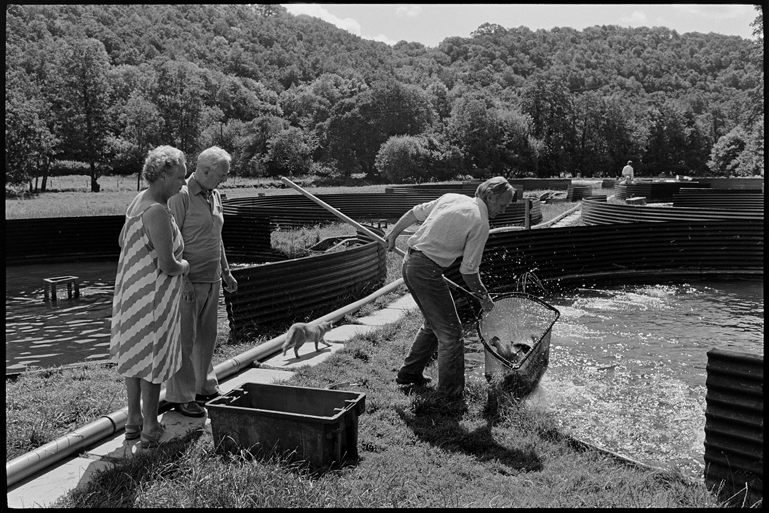 Catching fish at fish farm ponds. 
[Robin Boa catching fish with a large net from a circular pond with corrugated iron sides at a fish farm at Head Mill, Kings Nympton. A man and woman are watching him and a cat is walking past. Other ponds can be seen in the background with woodland beyond.]