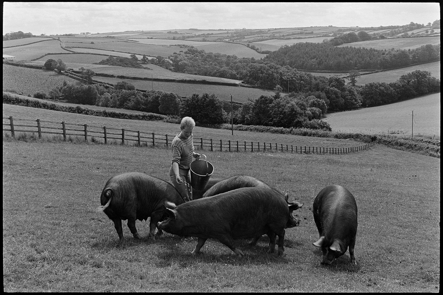 Woman farmer feeding Chinese pigs. 
[Anne Petch feeding Chinese pigs from a bucket, in a field at Heal Farm, Kings Nympton. A fence is running through the field to create partitions. A landscape with fields, trees and hedgerows can be seen in the background.]