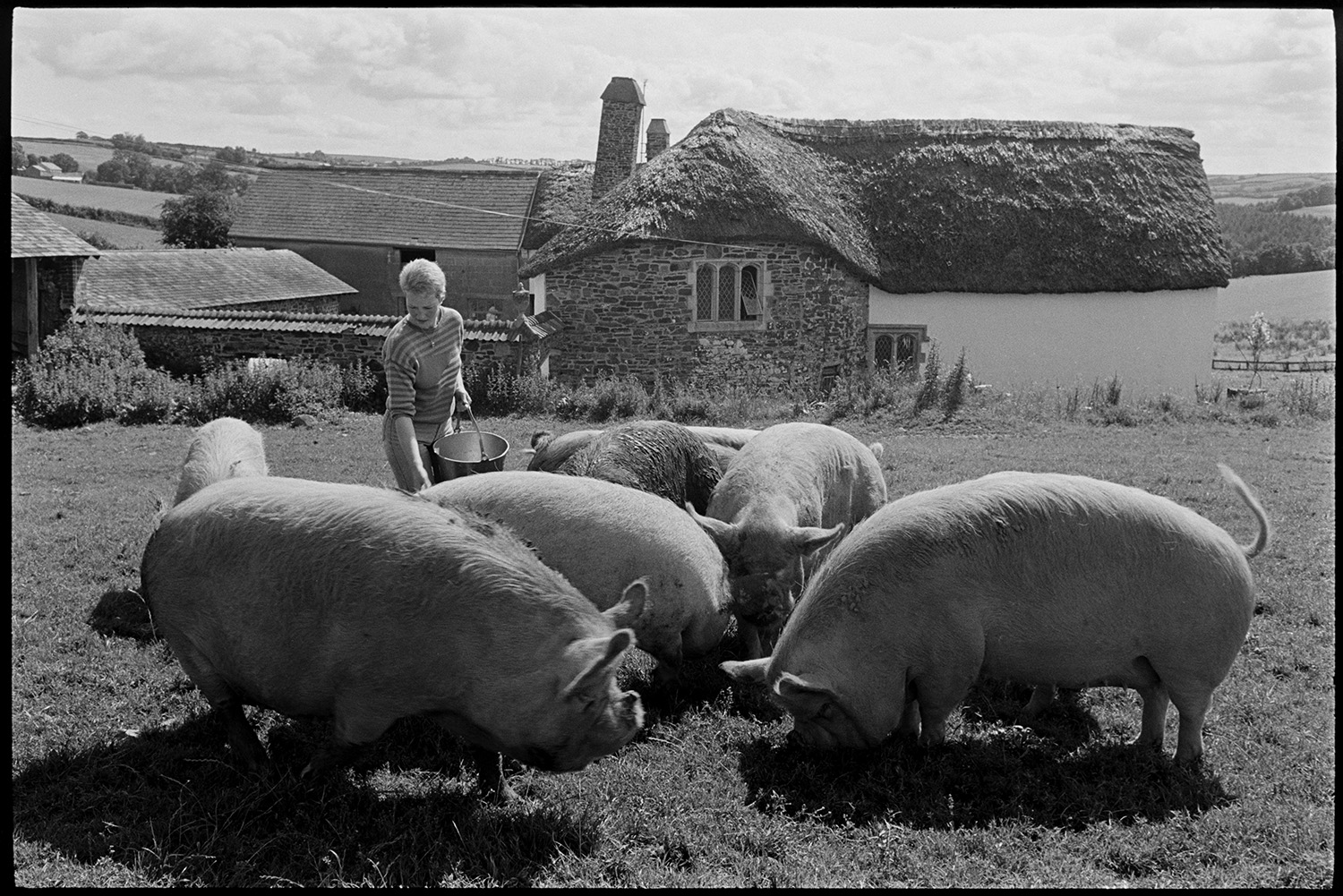 Woman farmer feeding Chinese pigs. 
[Anne Petch feeding Chinese pigs in a field at Heal Farm, Kings Nympton. A thatched farmhouse and other farm buildings are visible in the background.]