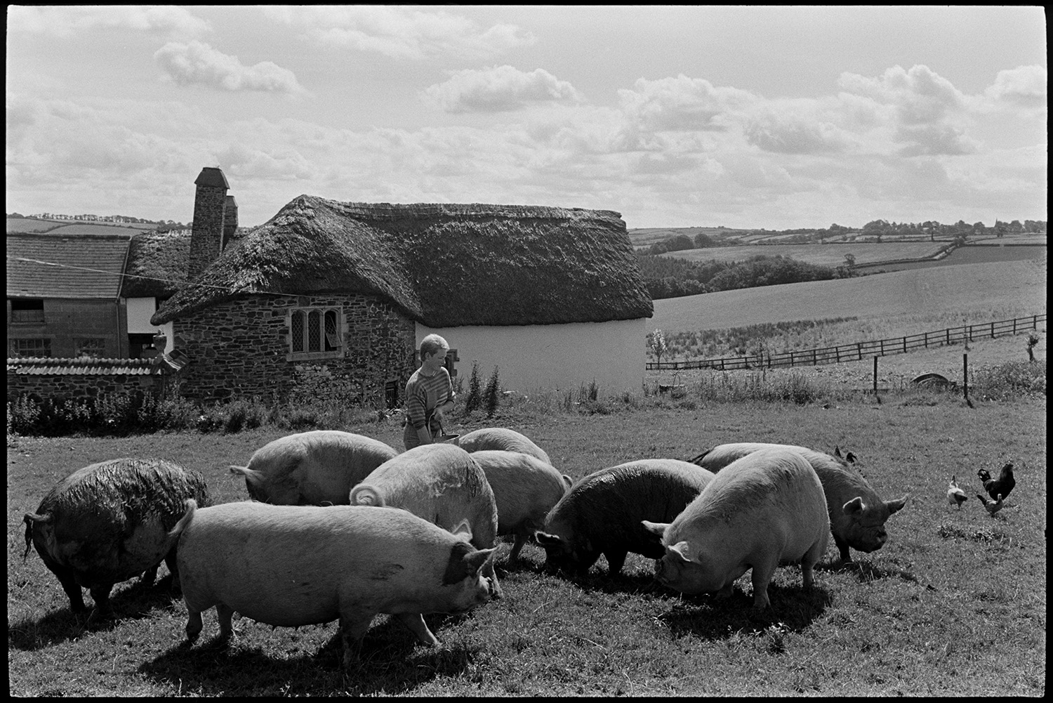 Woman farmer feeding Chinese pigs. 
[Anne Petch feeding Chinese pigs in a field at Heal Farm, Kings Nympton.  Chickens are also in the field. A thatched farmhouse and landscape of fields and trees are visible in the background.]