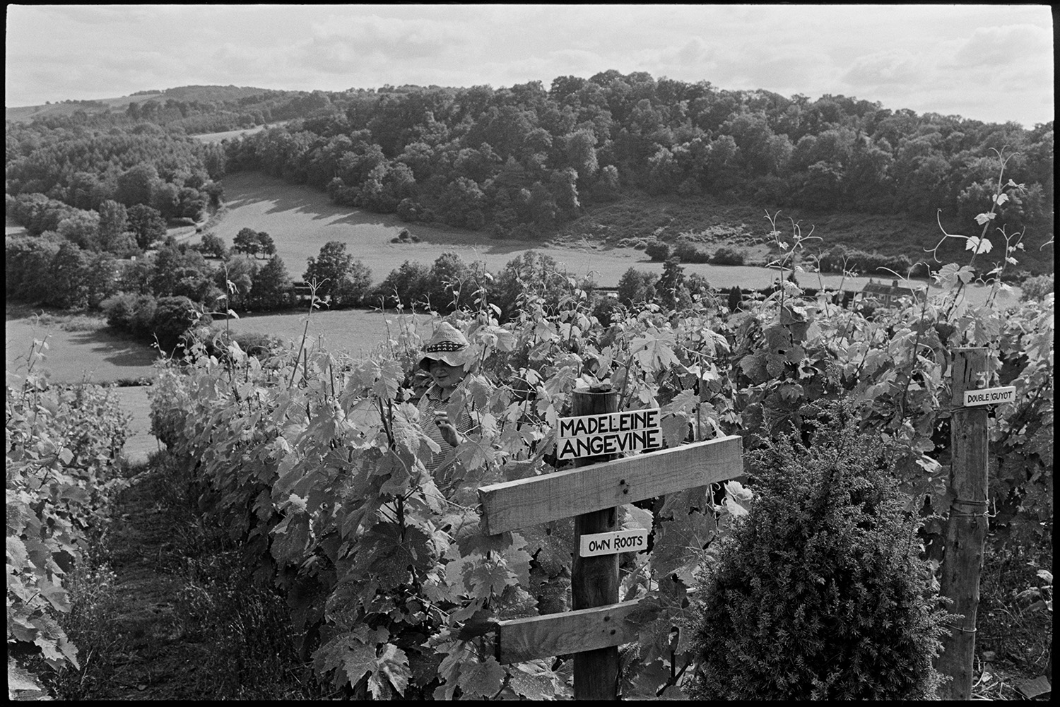 Woman and her vineyard. 
[Gillian Pearks checking the grapes and vines of her Madeleine Angevine variety in her vineyard at Bickleigh. A landscape of fields and woodland is visible in the background.]