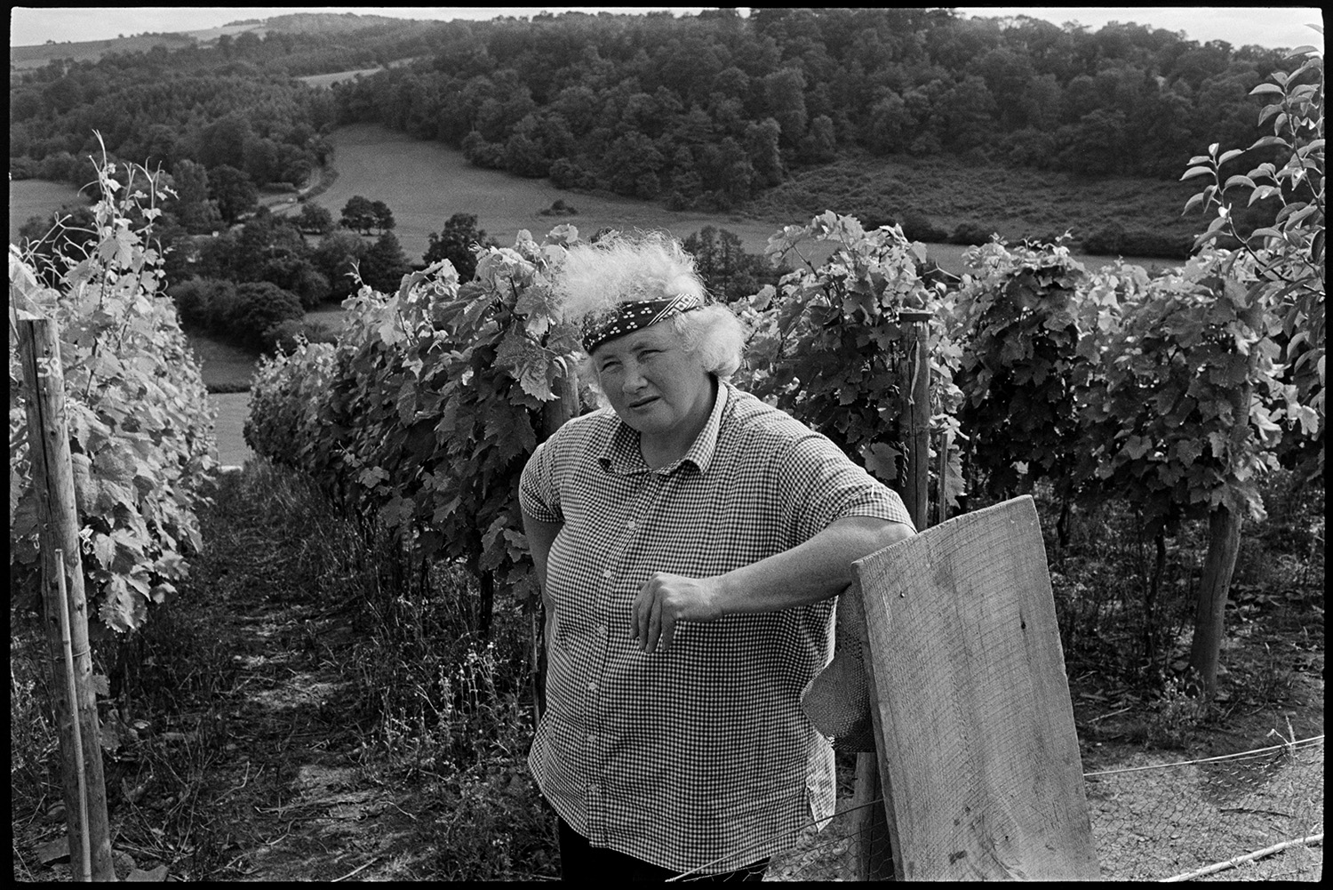 Woman and her vineyard. 
[Gillian Pearks stood by rows of grapes and vines in her vineyard at Bickleigh. A landscape of fields and woodland is visible in the background.]