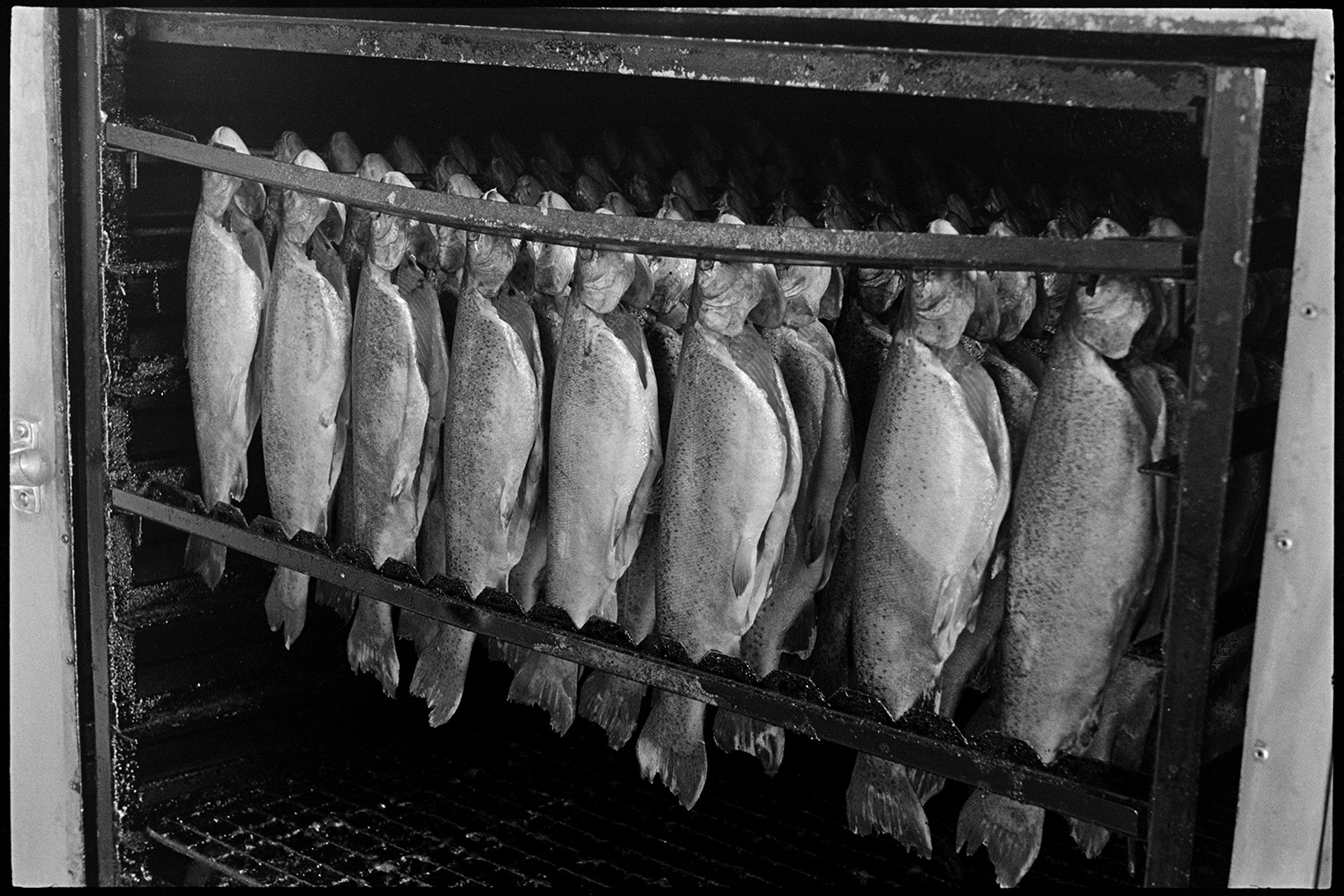 Smoking fish. 
[Fish hanging on a rack in a oven to be smoked, at Head Mill, Kings Nympton.]