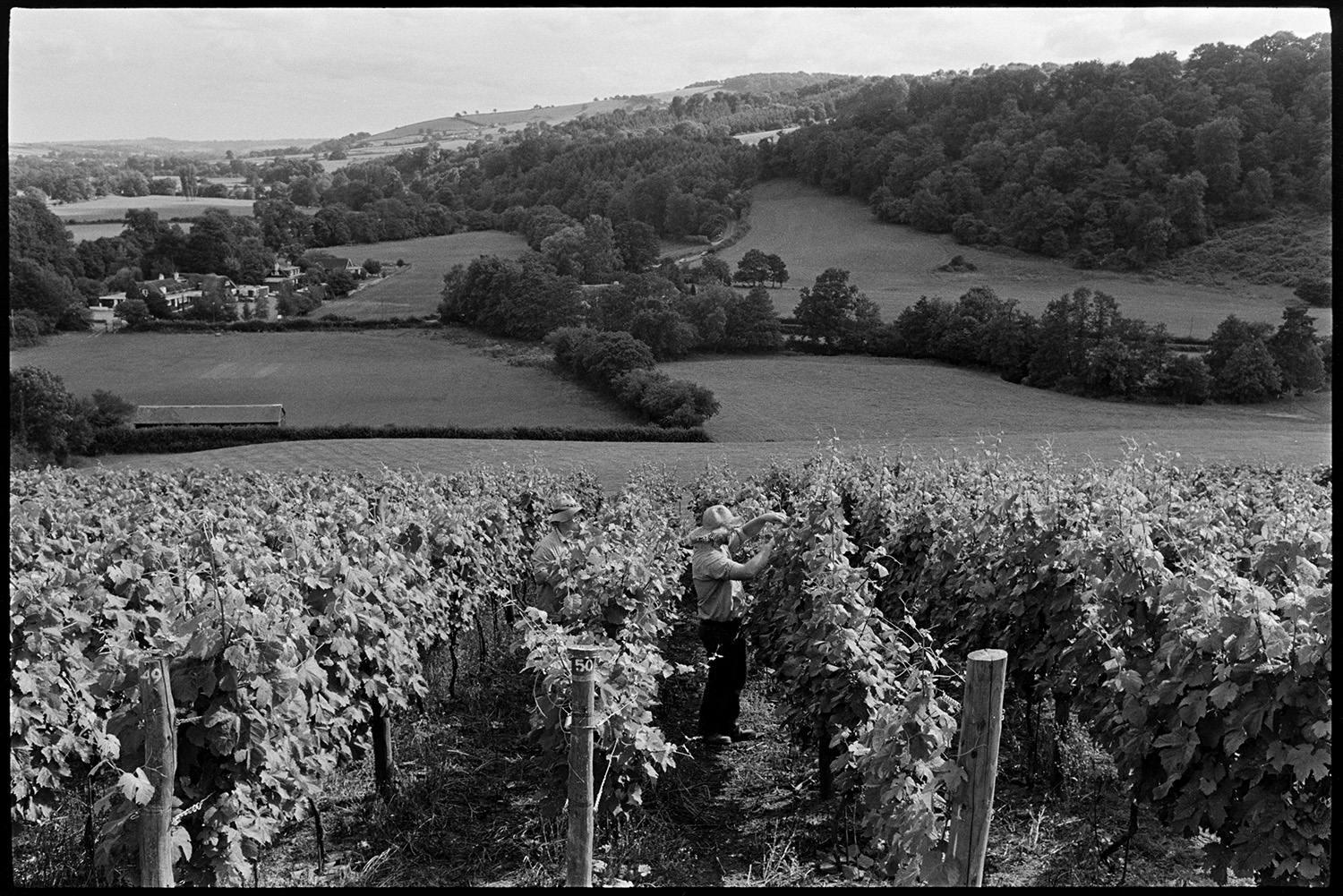 Woman and her vineyard. 
[Gillian Pearks checking grapes and vines in her vineyard on a hill at Bickleigh. A landscape of fields, trees, woodland, hedgerows and buildings is visible in the background.]