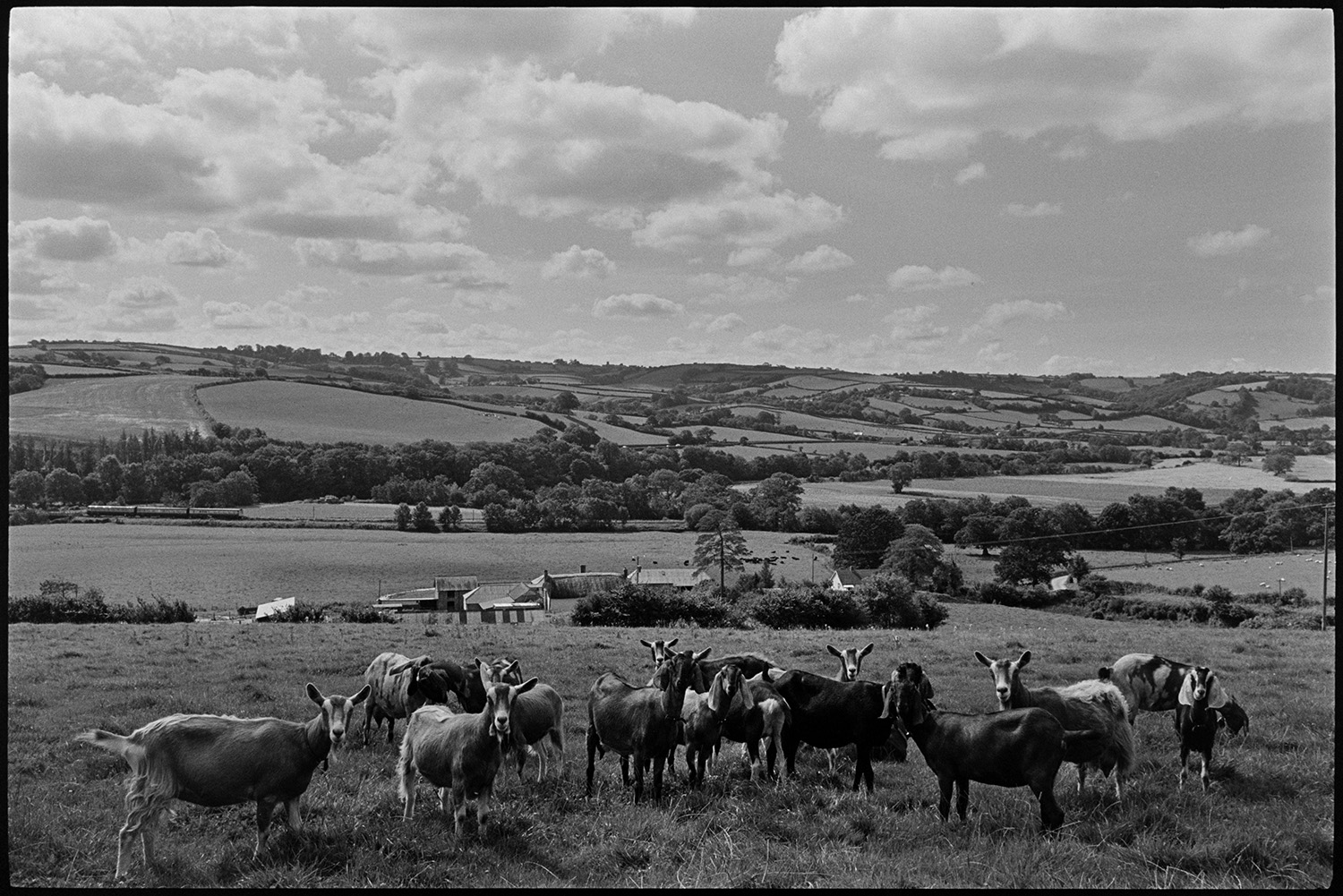 Cows and goats in fields of cheesemakers. 
[Goats in a field at Park Farm, Umberleigh. A landscape of fields, trees and hedgerows can be seen in the background, beyond the farm buildings. The farm made cheese and was run by Peter Charnley.]