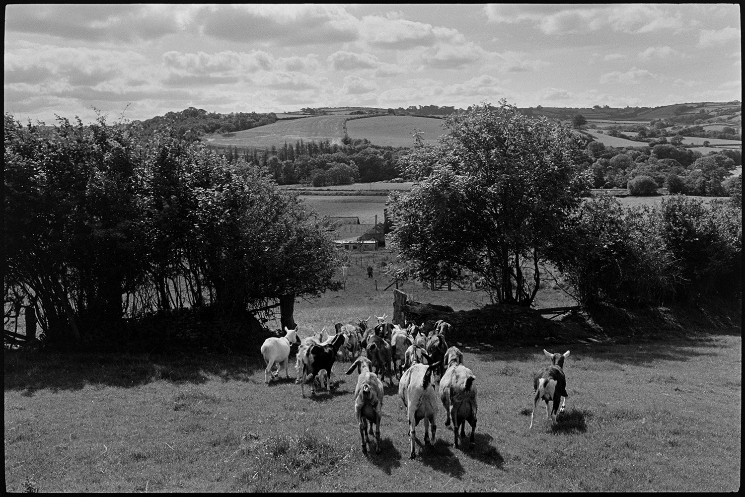 Cows and goats in fields of cheesemakers. 
[A herd of goats walking through an open field gateway towards the farm buildings at Park Farm, Umberleigh, possibly to be milked.  A landscape of fields, trees and hedgerows can be seen in the background. The farm made cheese and was run by Peter Charnley.]