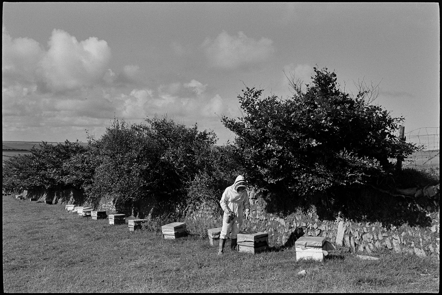 Man tending bees in hives in moorland landscape. 
[Bill Ludgate checking bee hives along a stone wall and hedge in a field near Woody Bay.]