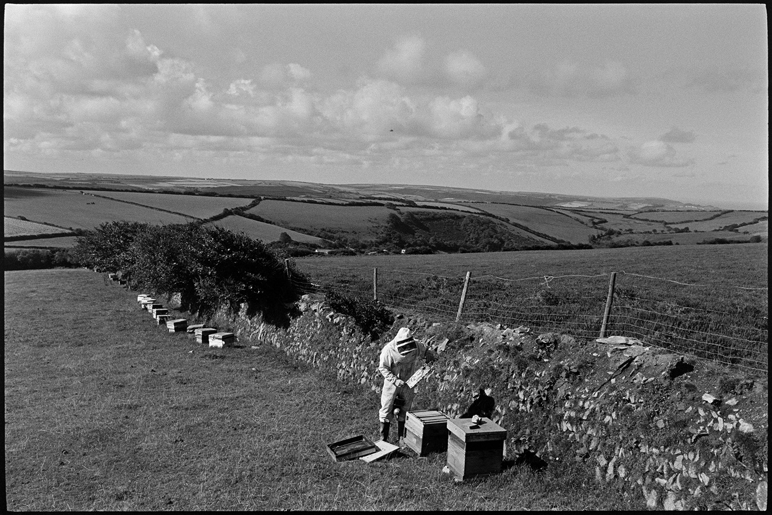 Man tending bees in hives in moorland landscape. 
[Bill Ludgate checking a bee hive by a stone wall in a field near Woody Bay. Other hives can be seen along the wall and a landscape of fields and hedgerows is visible in the background.]