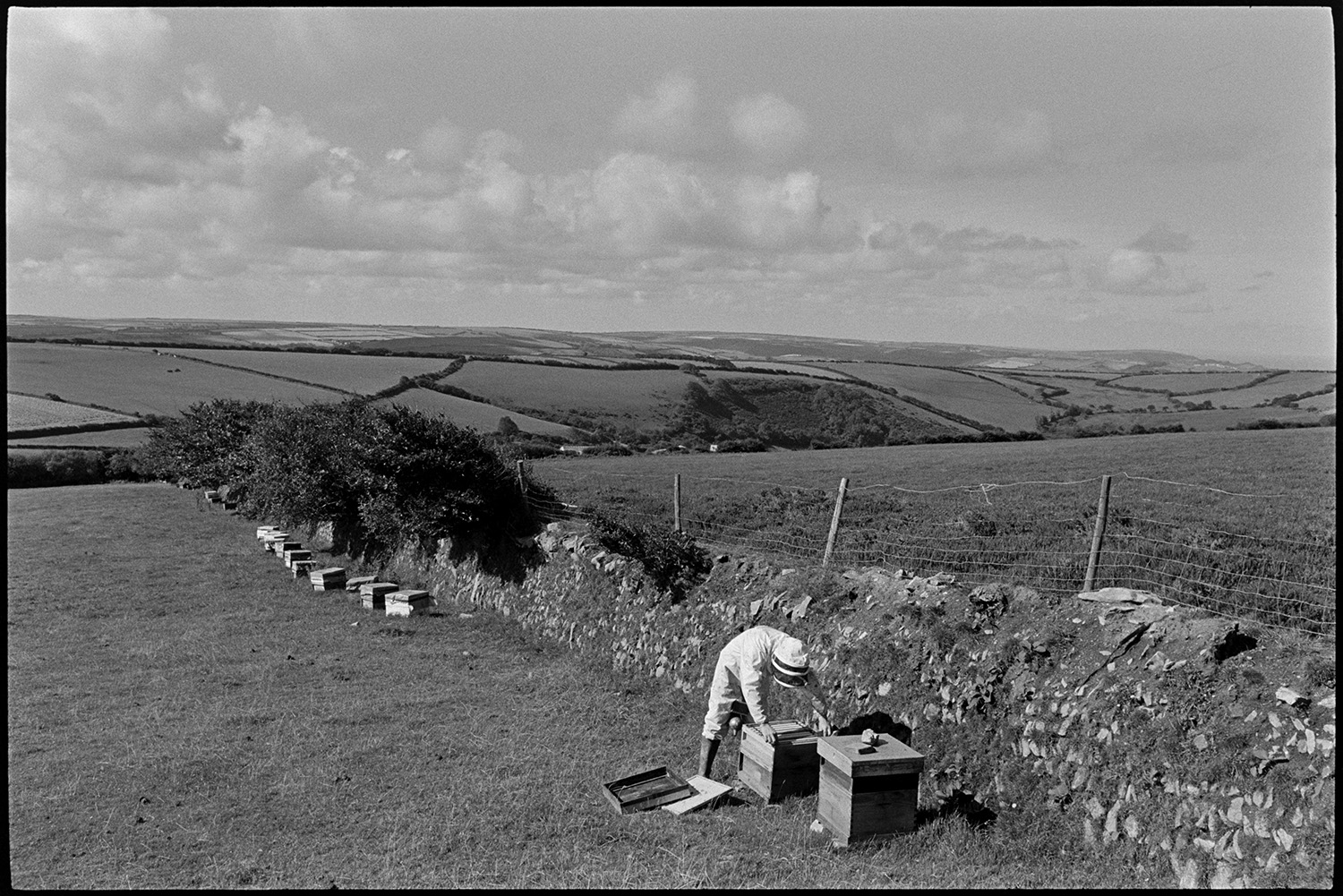 Man tending bees in hives in moorland landscape. 
[Bill Ludgate checking a bee hive by a stone wall in a field near Woody Bay. Other hives can be seen along the wall and a landscape of fields and hedgerows is visible in the background.]