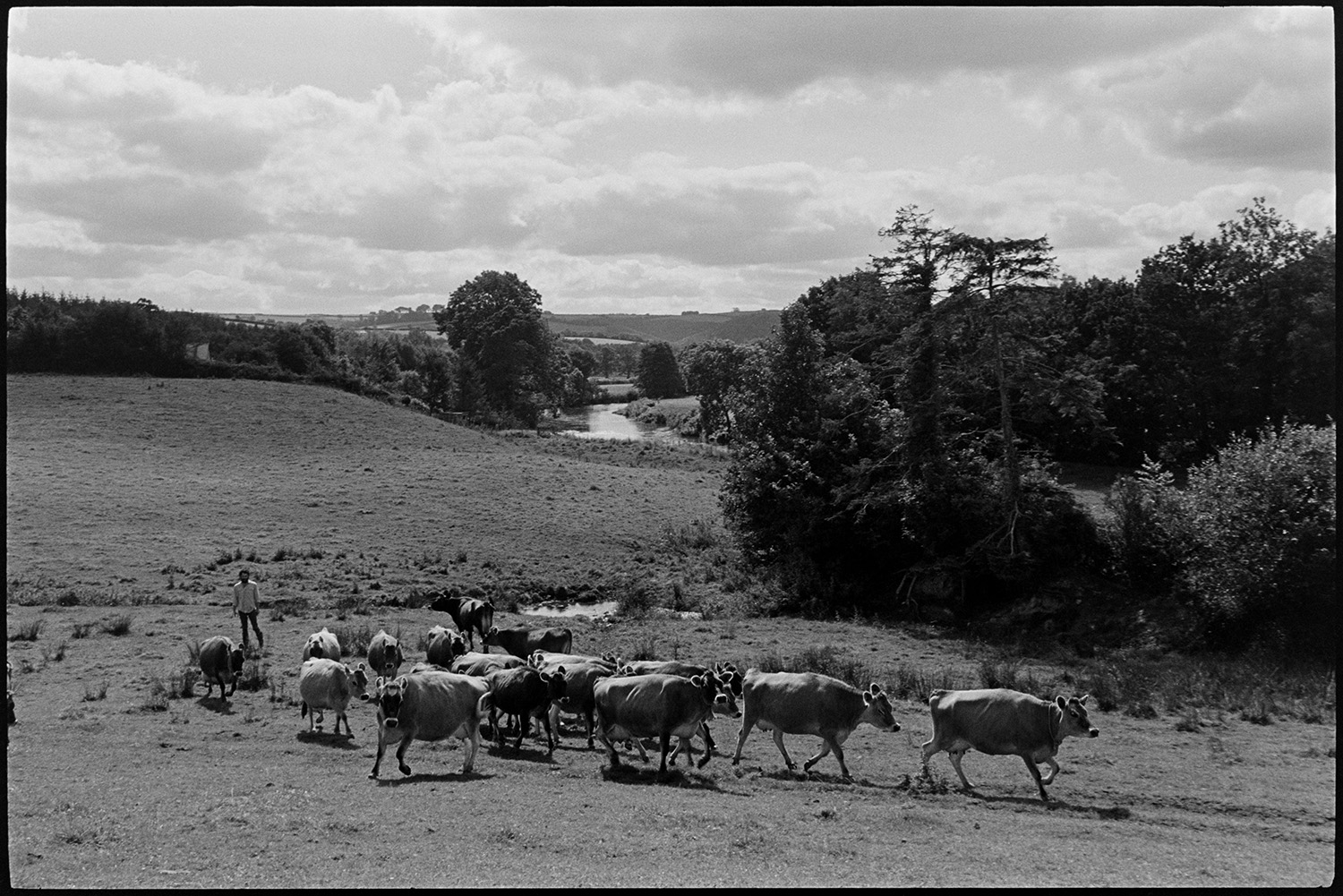 Farmer, cheesemaker bringing in herd of cows to be milked. 
[Peter Charnley herding cows through a field at Park farm, Umberleigh, to go to be milked. A river and trees can be seen in the background.]