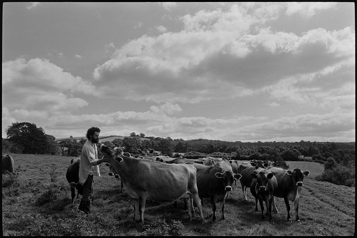 Farmer, cheesemaker bringing in herd of cows to be milked. 
[A herd of cows in a field at Park Farm, Umberleigh, going to be milked. Peter Charnley is stroking one of the cows in the foreground.]