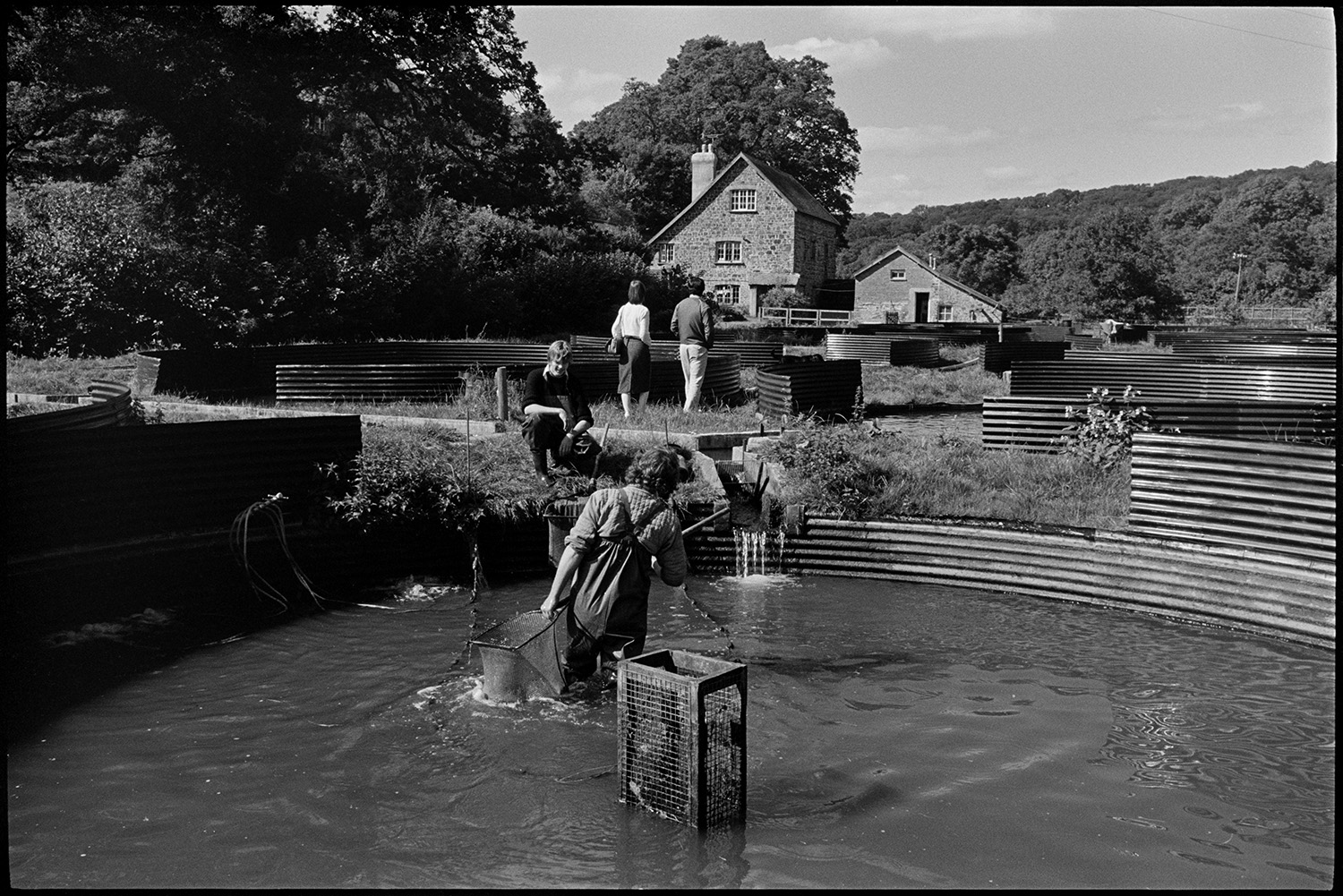 Fish farm ponds. 
[A person catching fish, using a large net, in a pond at the fish farm at head Mill, Kings Nympton. A man is watching them and two people are looking at other ponds behind them. The ponds are made from corrugated iron and the mill buildings are visible in the background.]