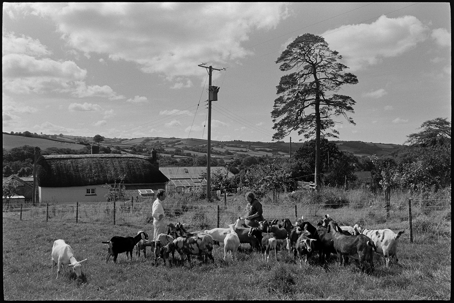 Flock of goats for cheese production. 
[Peter Charnley and Hillary Charnley checking a herd of goats in a field at Park Farm, Umberleigh. The farmhouse and other farm buildings can be seen in the background. The goat milk was used to make cheese.]