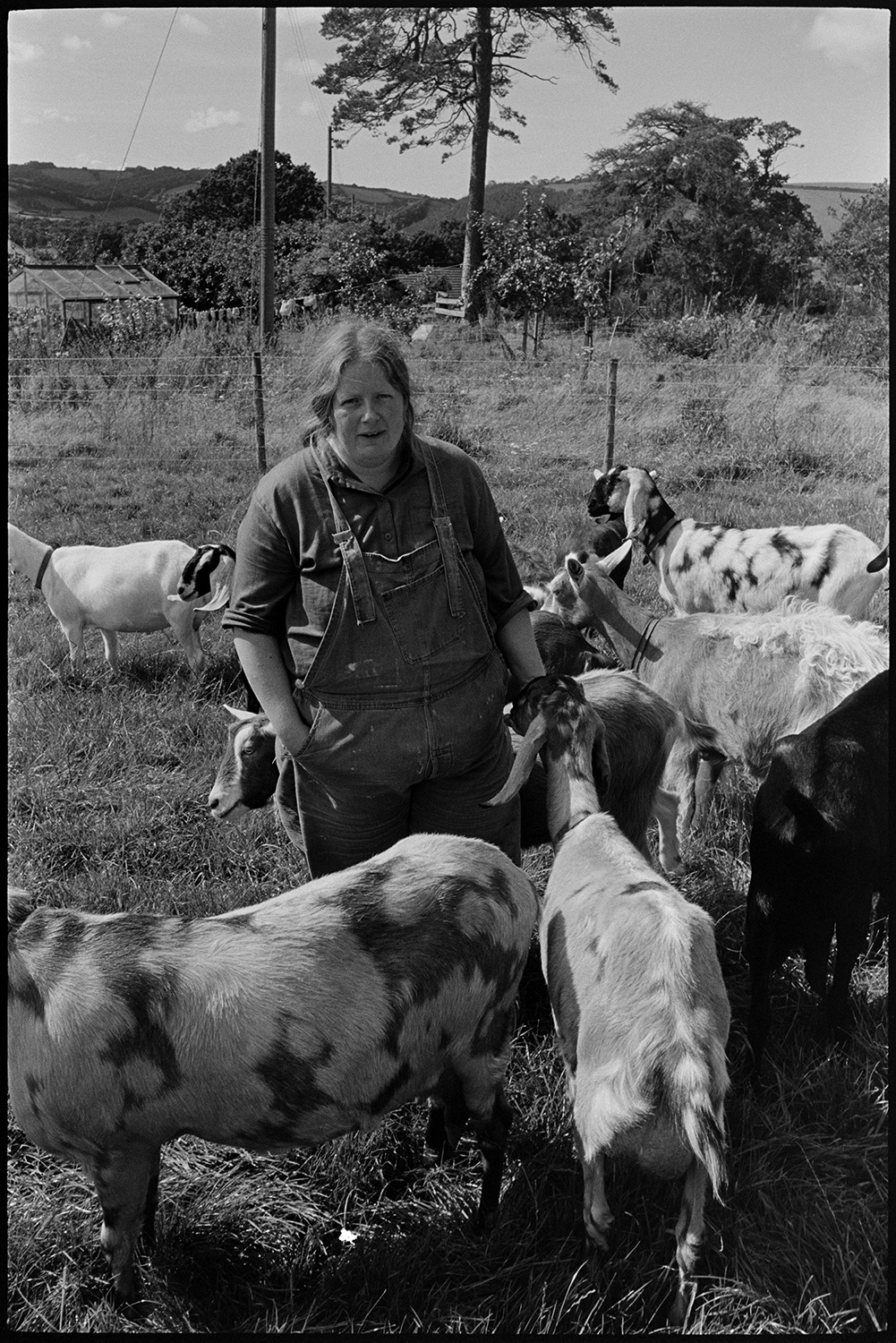 Flock of goats for cheese production. 
[Hillary Charnley with a herd of goats in a field at Park Farm, Umberleigh. Their milk was used to make cheese.]