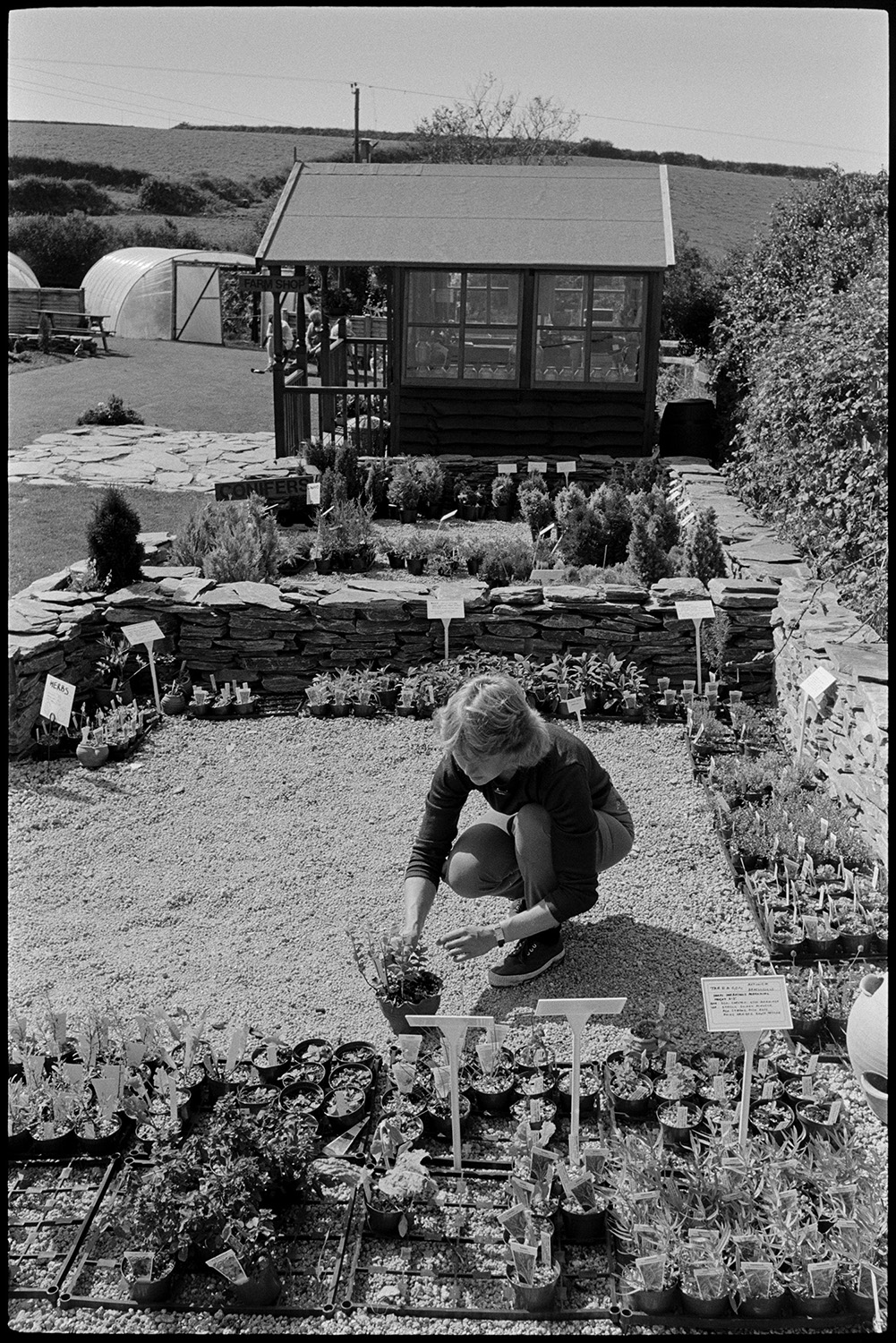 Woman working on herb farm herb garden and shop, chickens. 
[Sally Hollis checking herbs in pots at Darracott Farm, Welcombe. A shed and polytunnels can be seen in the background.]