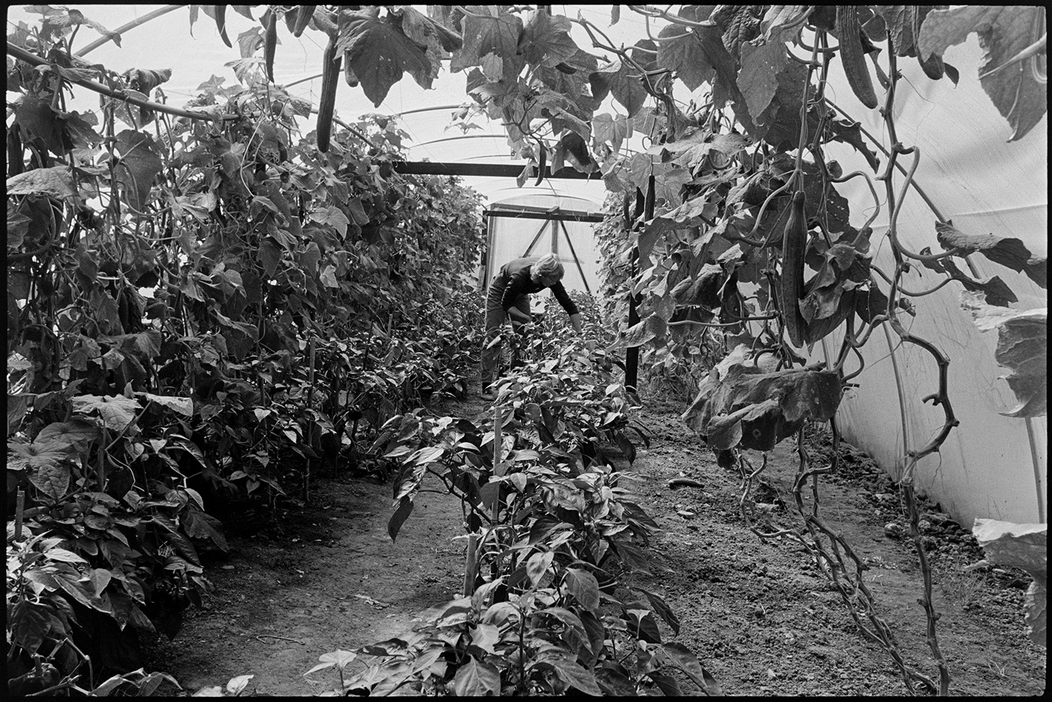 Woman working on herb farm herb garden and shop, chickens. 
[Sally Hollis checking cucumber plants in a polytunnel at Darracott Farm, Welcombe.]