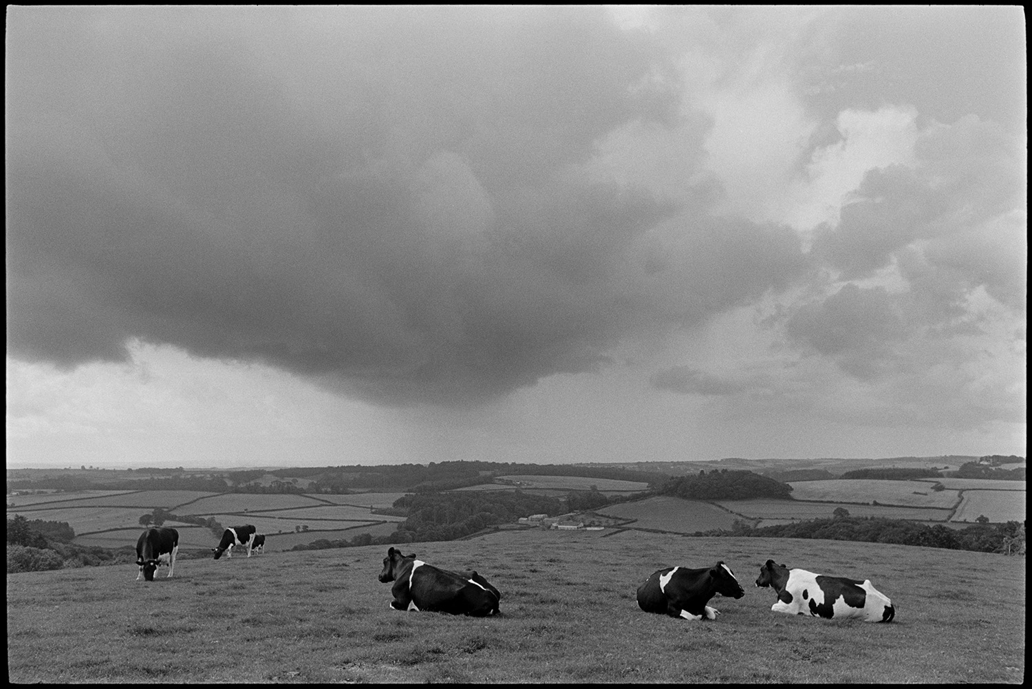 Cows sitting in field with gathering storm clouds. 
[Cows sitting and grazing in a field at Harepath, Beaford. A landscape of fields, hedgerows and gathering storm clouds can be seen in the background.]