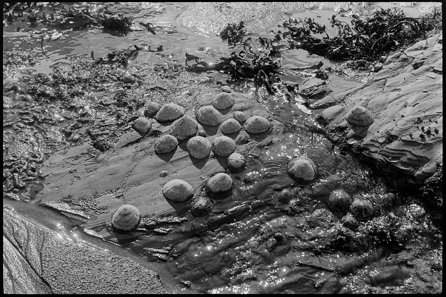 Seaside, beach with shells on rocks, limpets. 
[Limpets and seaweed on a rock on the seashore or beach at Bucks Mills.]