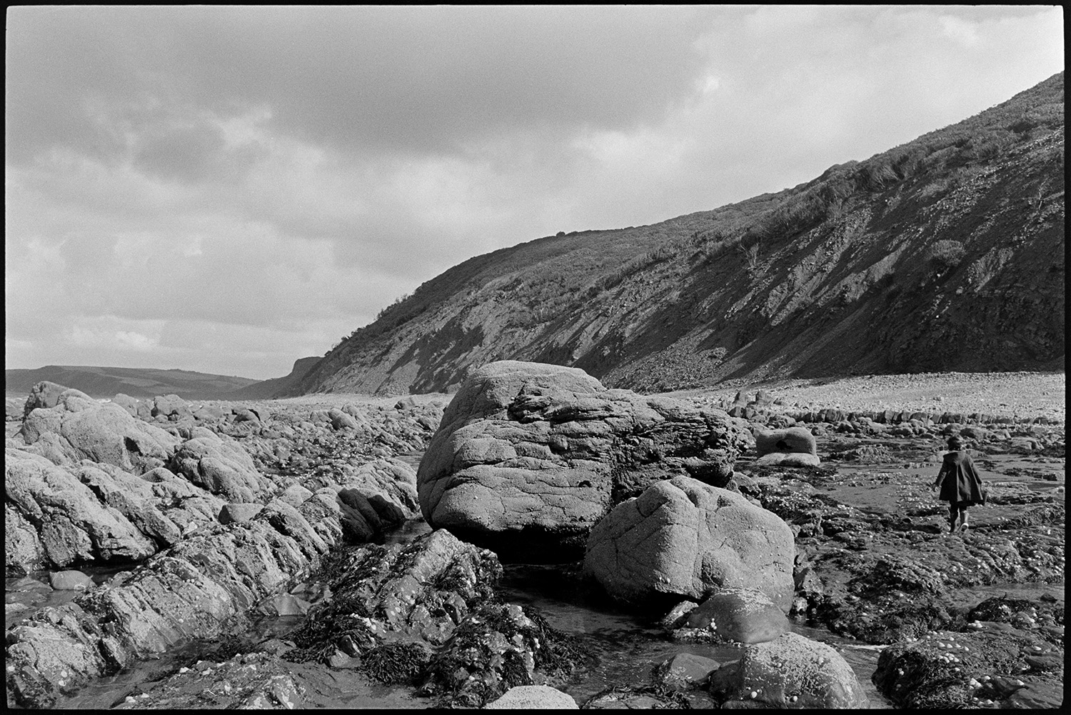 Seaside, beach with shells on rocks, limpets. 
[A person walking past rocks on the seashore or beach at Bucks Mills. Cliffs can be seen in the background.]