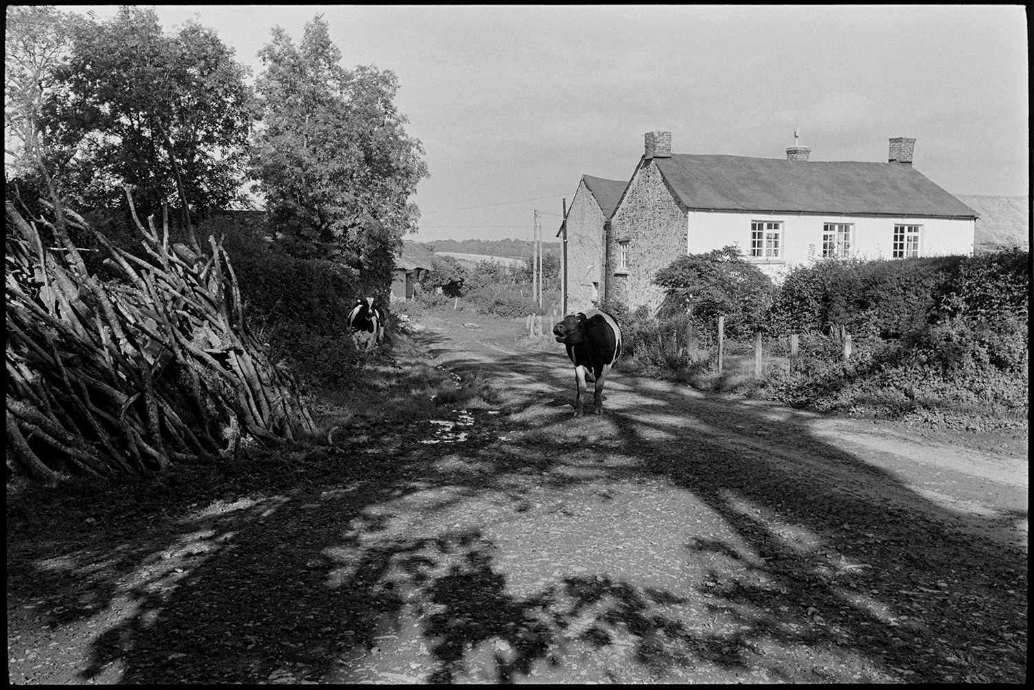 Cows going to be milked past large woodpile. 
[Cows walking along a road on their way to be milked, possibly near Northlew, Beaworthy. They are passing a house and a woodpile on the side of the road. One of the cows is mooing.]