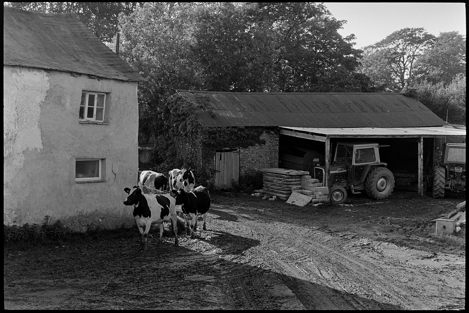 Cows going to be milked entering farmyard. 
[Cows walking into a farmyard to be milked near Northlew, Beaworthy. They are passing a shed with tractors and part of the farmhouse.]