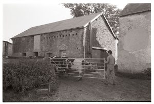 Cows going to be milked by James Ravilious