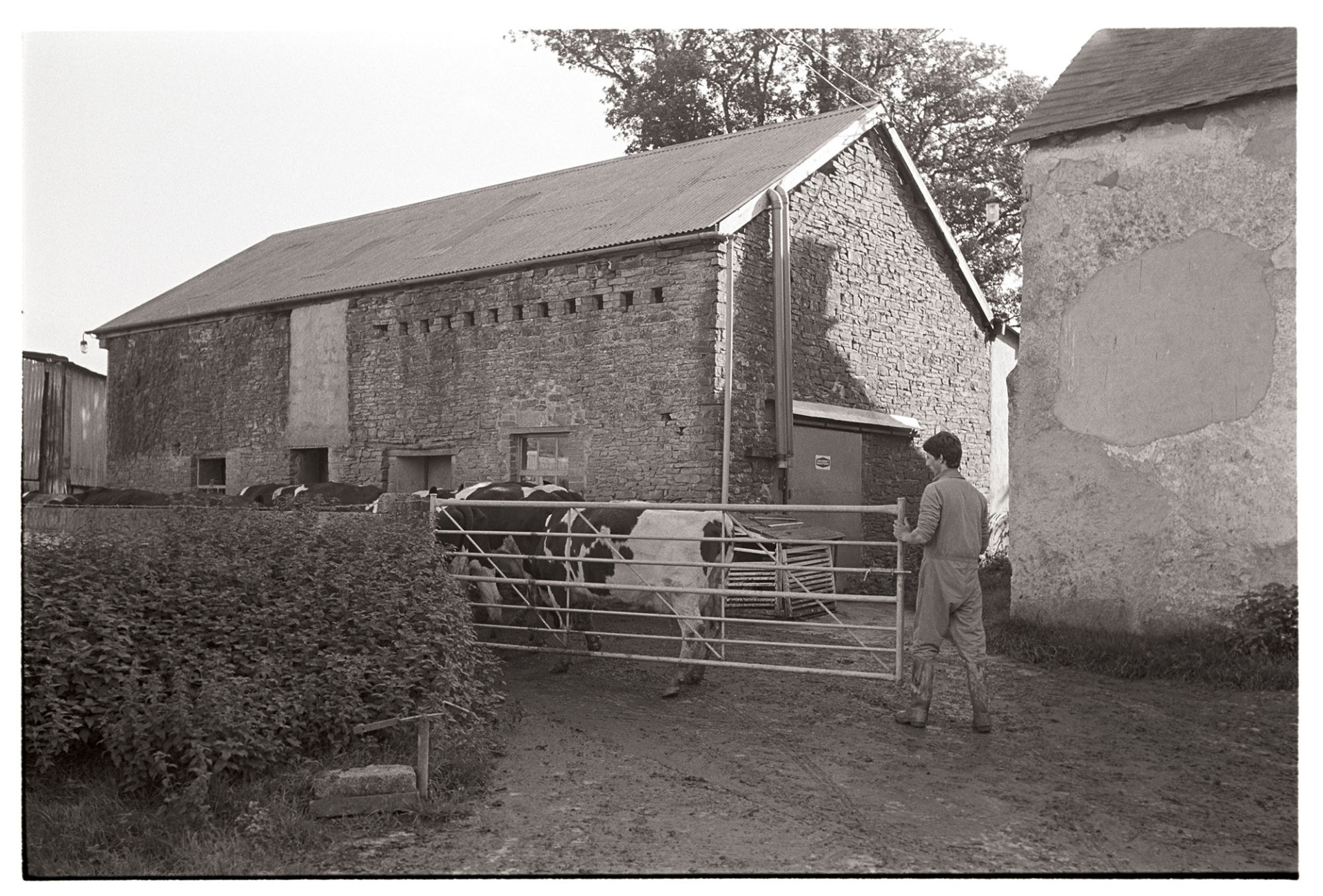 Cows going to be milked past large woodpile. 
[A man herding cows into a farmyard, past a stone barn with pigeon holes, to be milked, near Northlew, Beaworthy. The man is closing a gate behind the cows.]