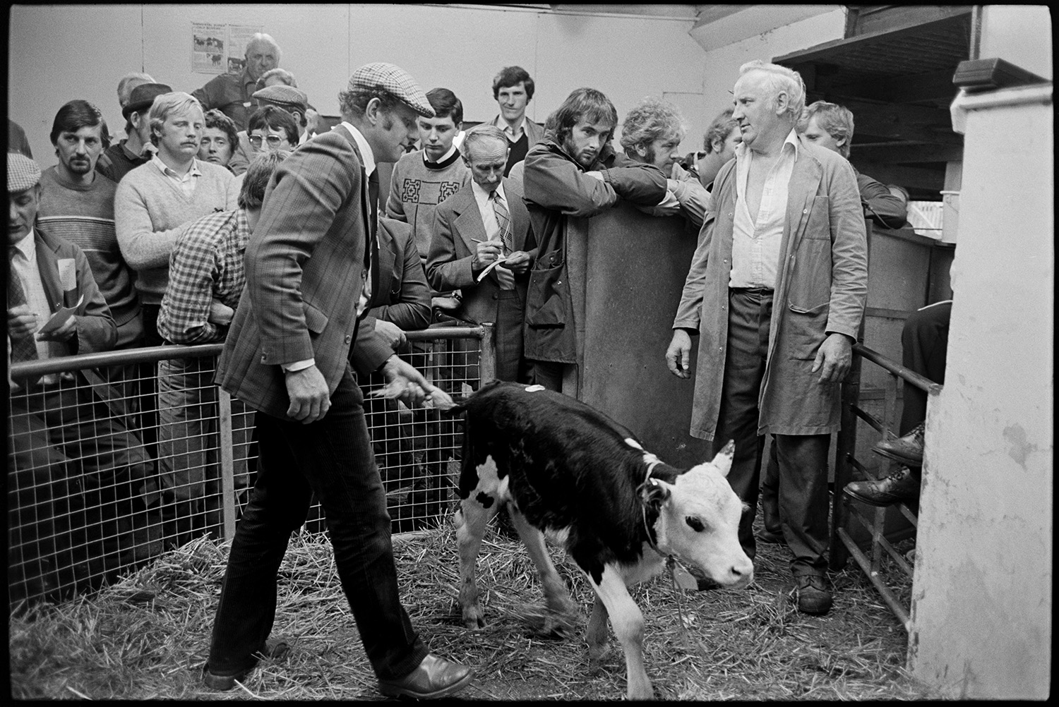 Farmers at cattle market auction ring. Calves. 
[A group of men watching a man showing a calf in the auction ring at Holsworthy Market.]