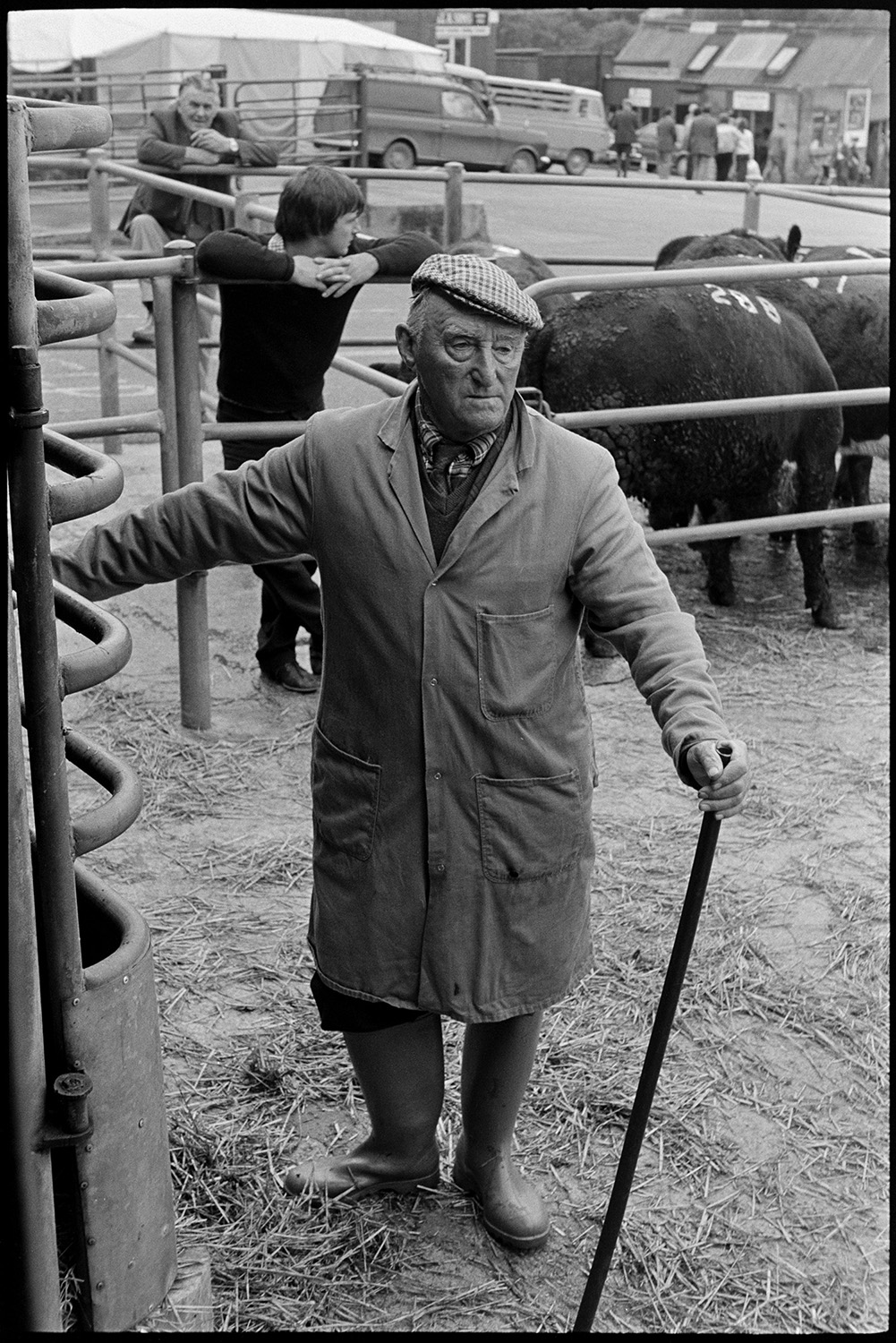 Farmers at cattle market auction ring. Calves. 
[A man wearing a flat cap and holding a stick stood by pens at a cattle auction at Holsworthy Market. Other people looking at cows in a pen are visible in the background.]