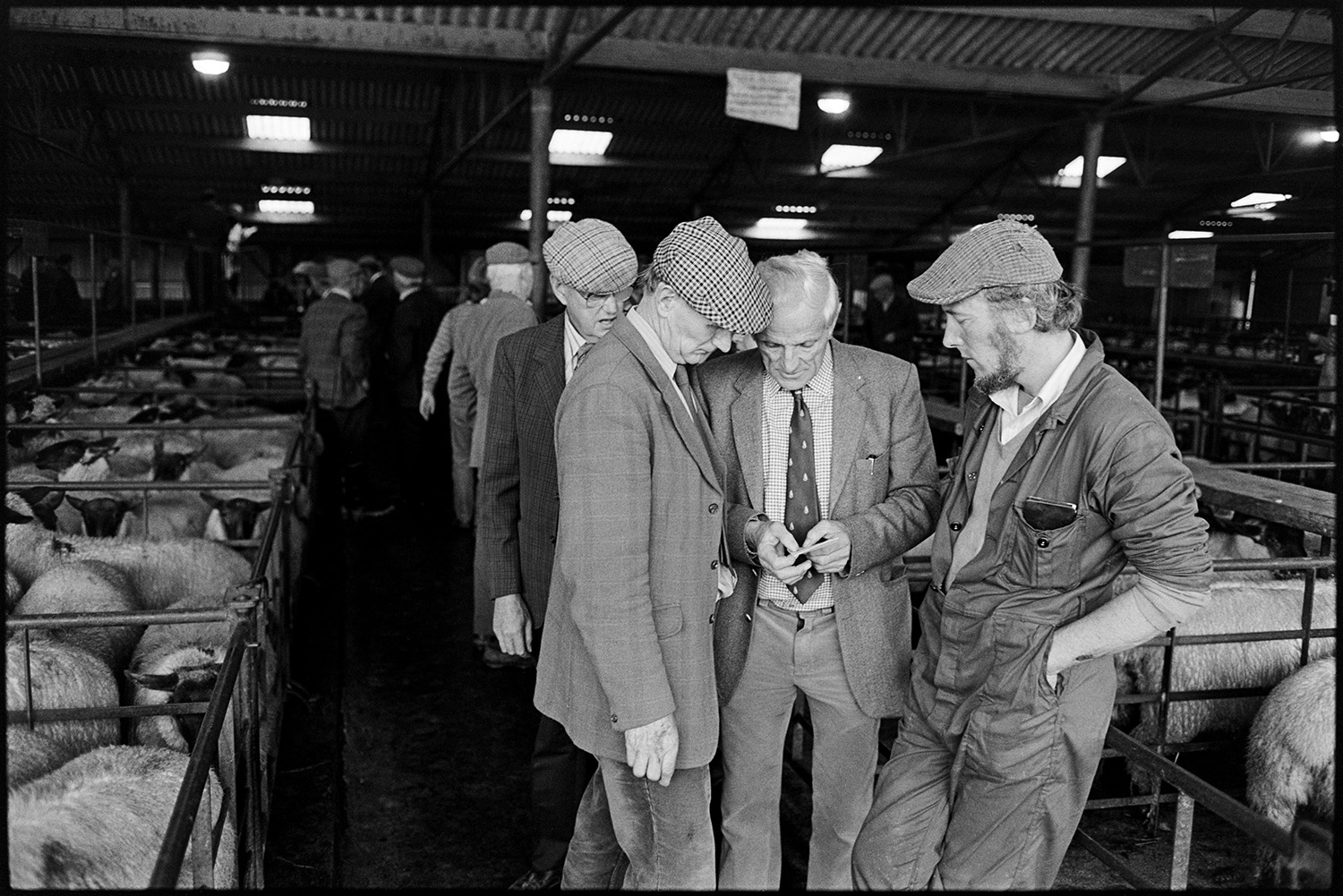 Farmers at market. 
[Four men stood by sheep pens at Holsworthy Market. One of the men is showing a card to the others.]