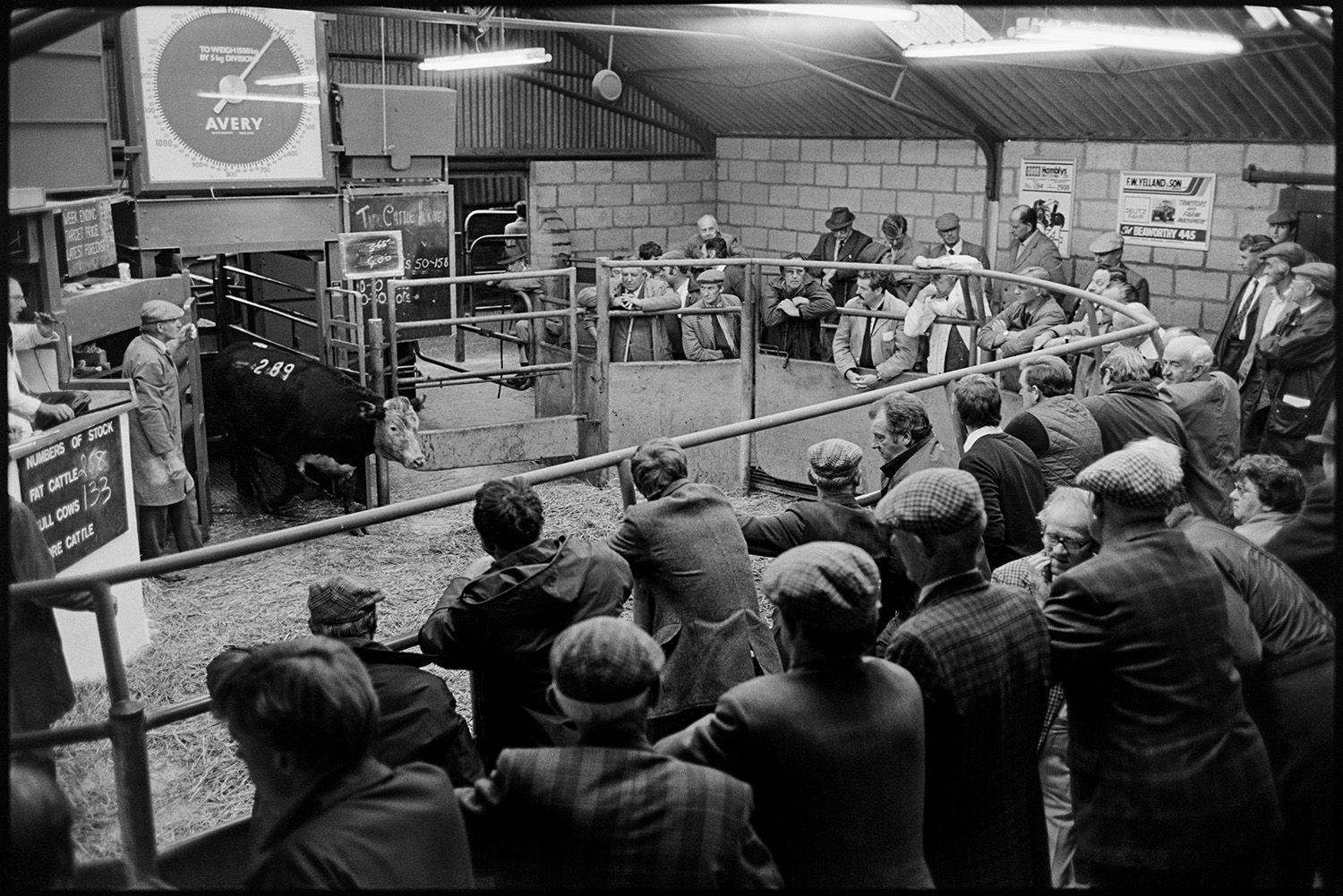 Farmers at market, sheep, cattle being auctioned in ring. 
[Men at cattle auction in Holsworthy Market. A cow is being let into the ring to be auctioned.]